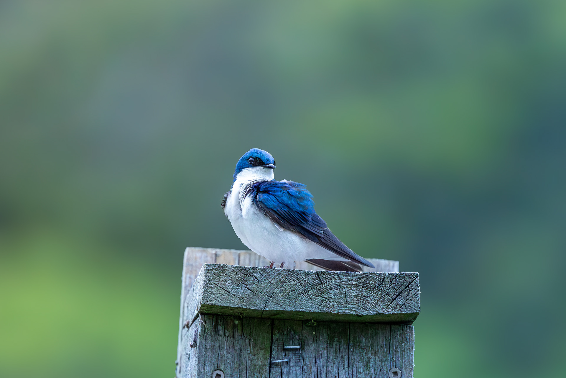 Tree Swallow @Colonel Samuel Smith Park