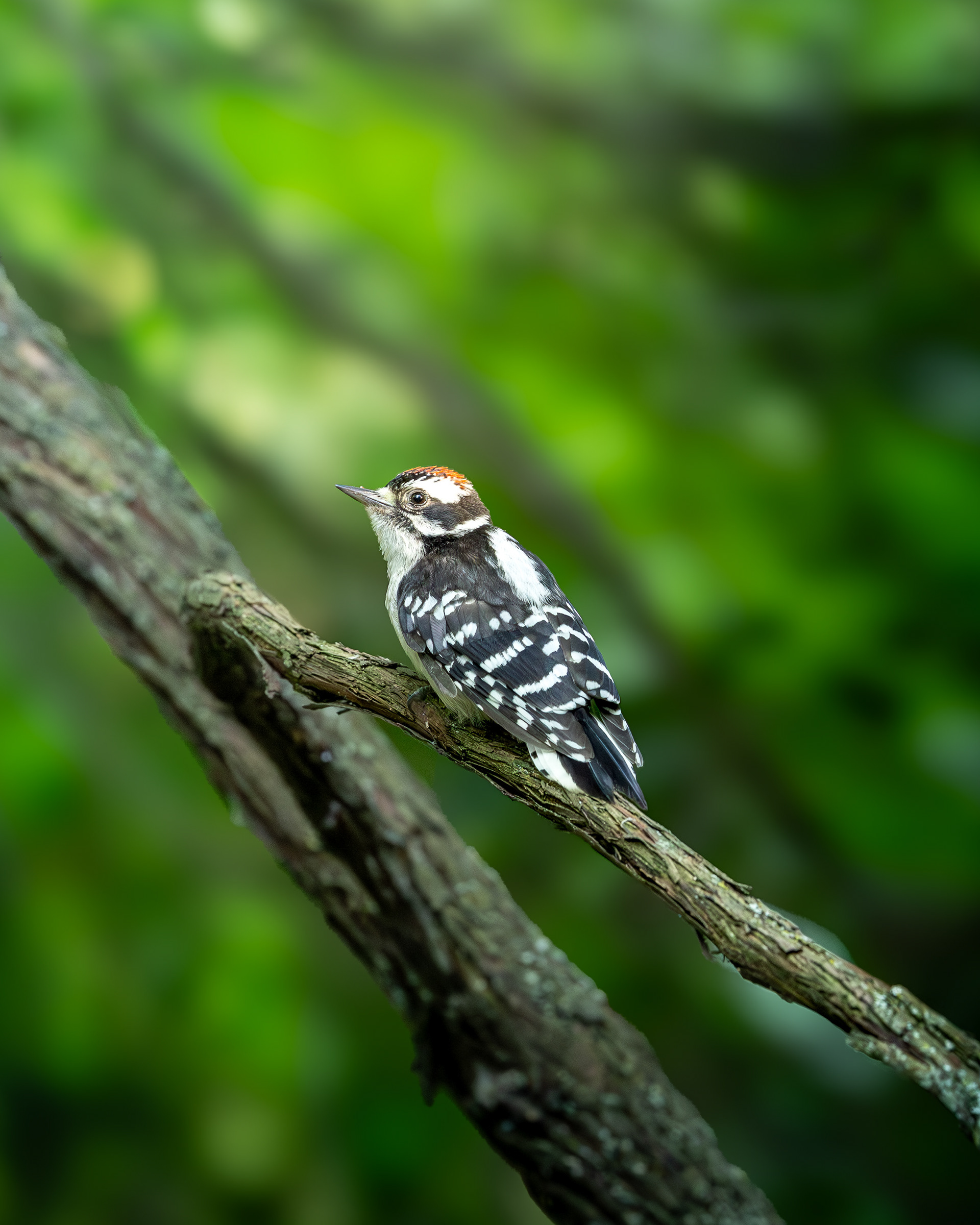 Downy Woodpecker @Lynde Shores Conservation Area