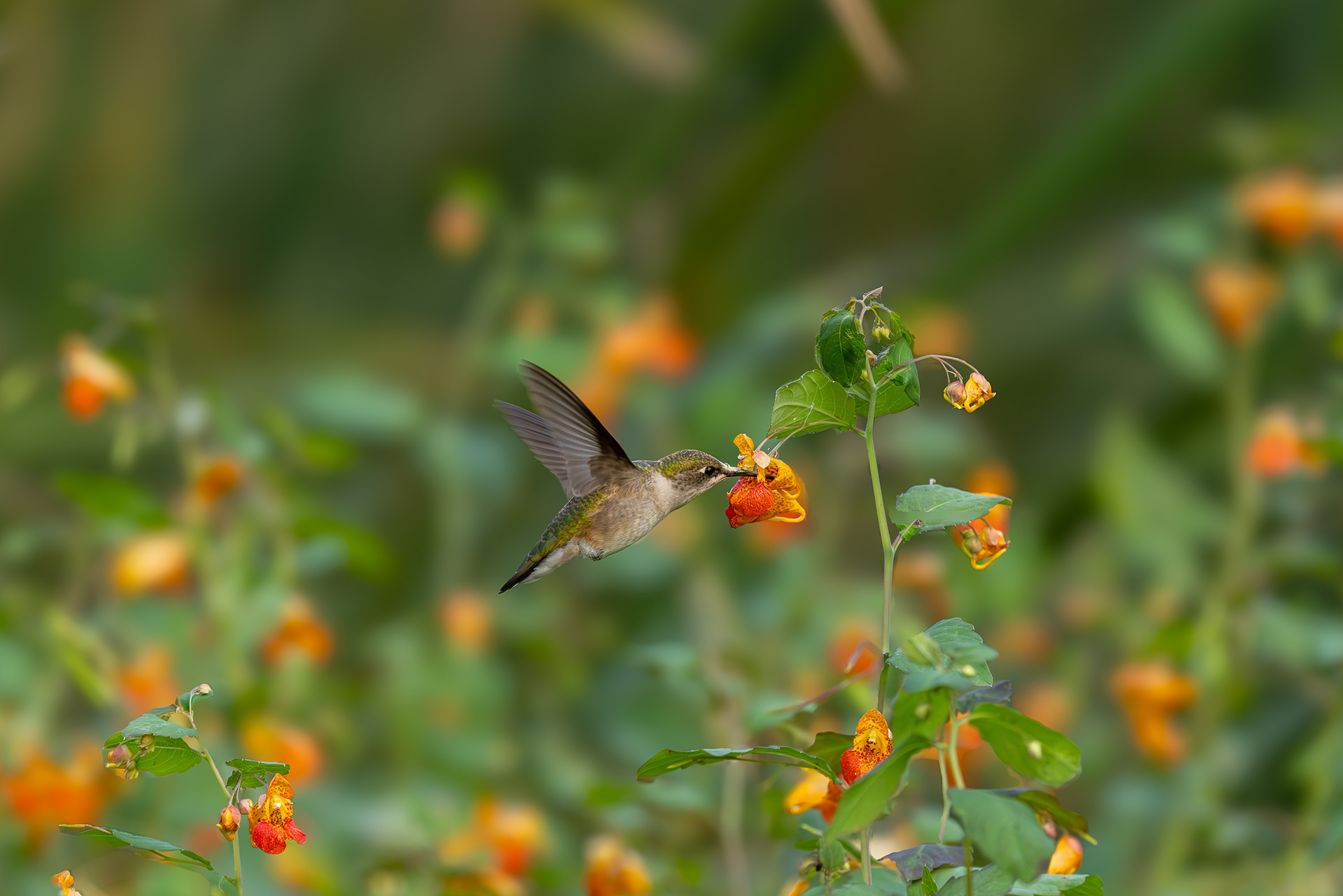 Ruby Throated Hummingbird @LyndeShoresConservationArea