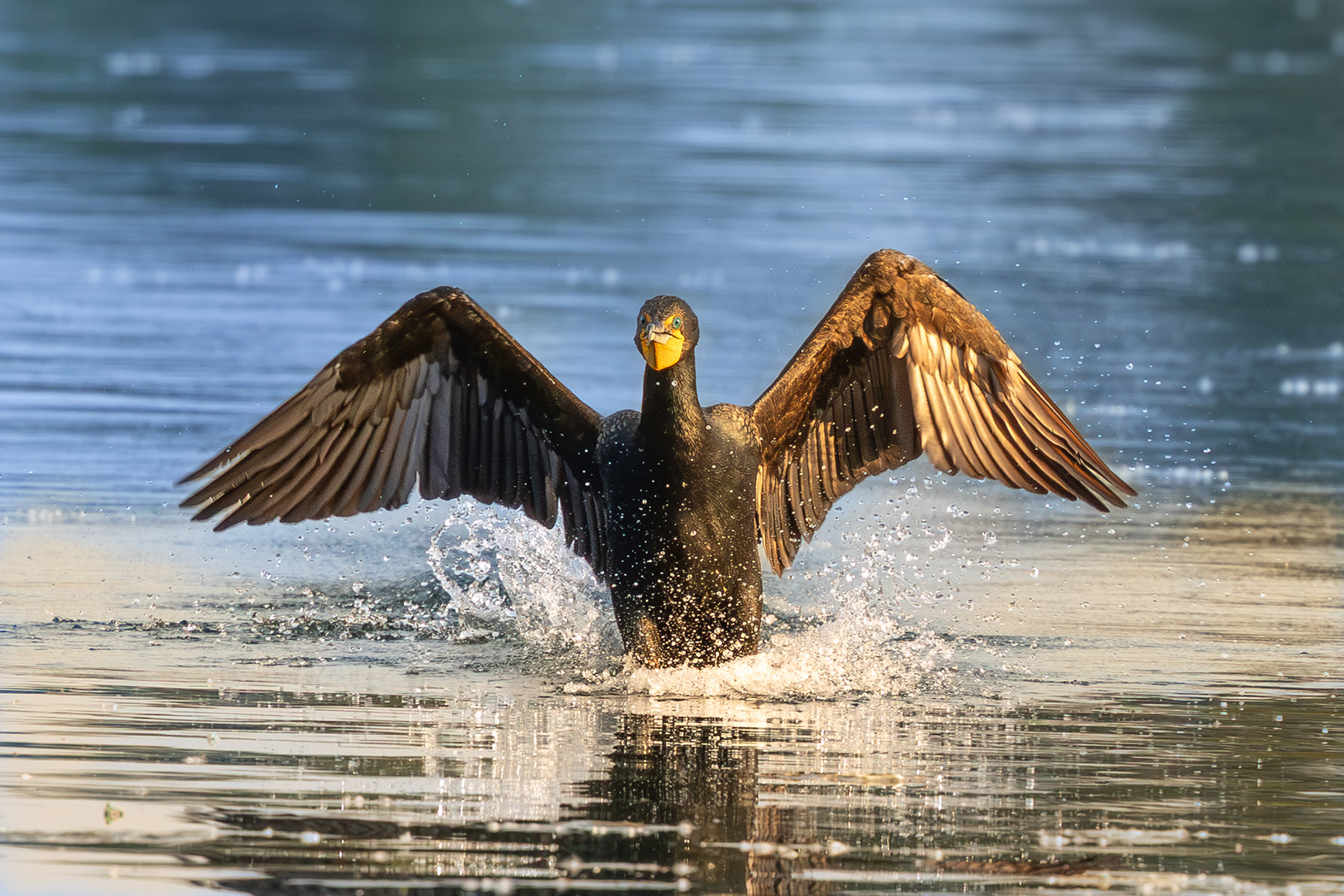Double-crested cormorant @ColonelSamuelSmithPark