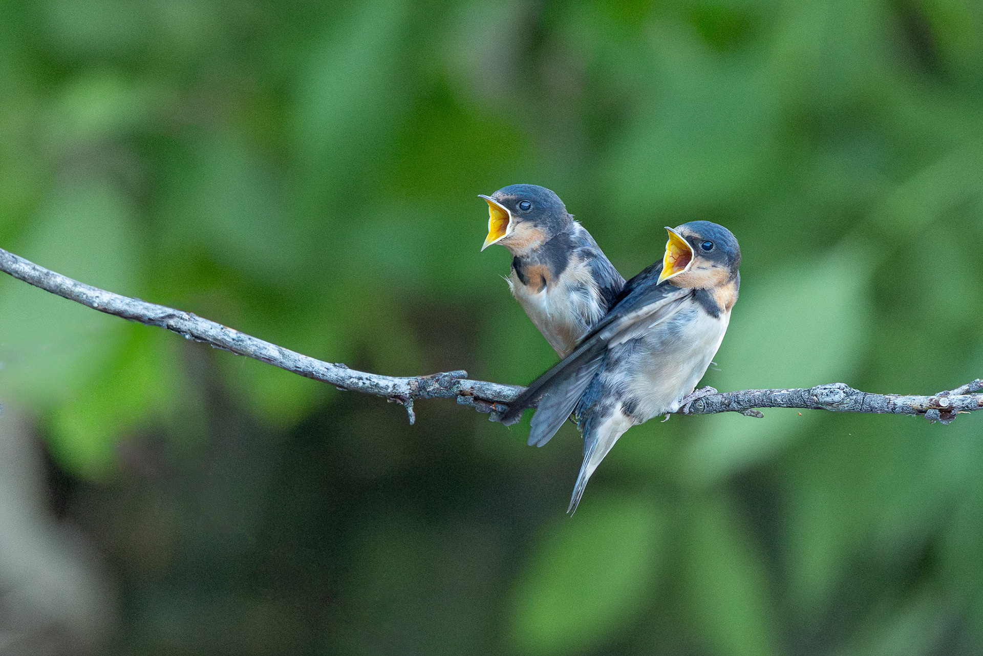 Barn Swallows @ColonelSamuelSmithPark