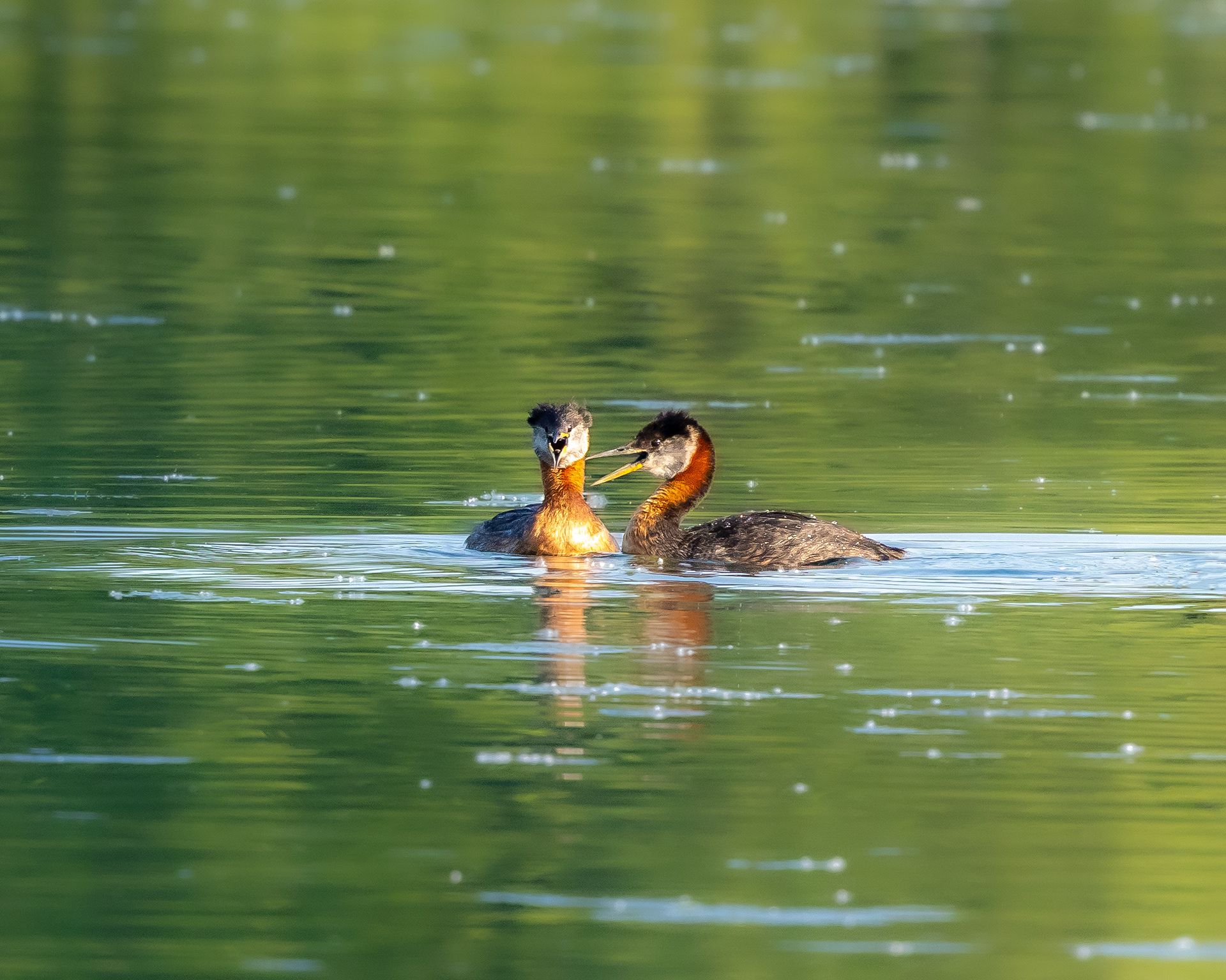 Red-necked Grebe @Colonel Samuel Smith Park