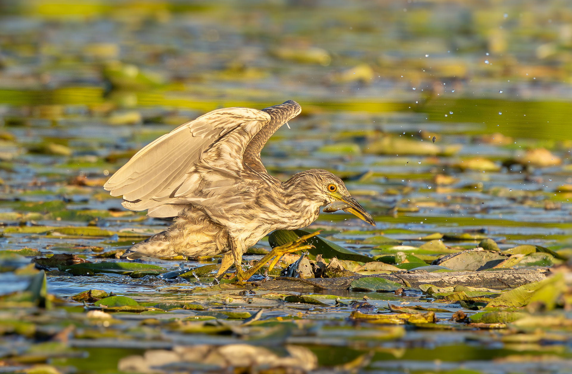 Juvenile Night Heron @Rouge River, Markham