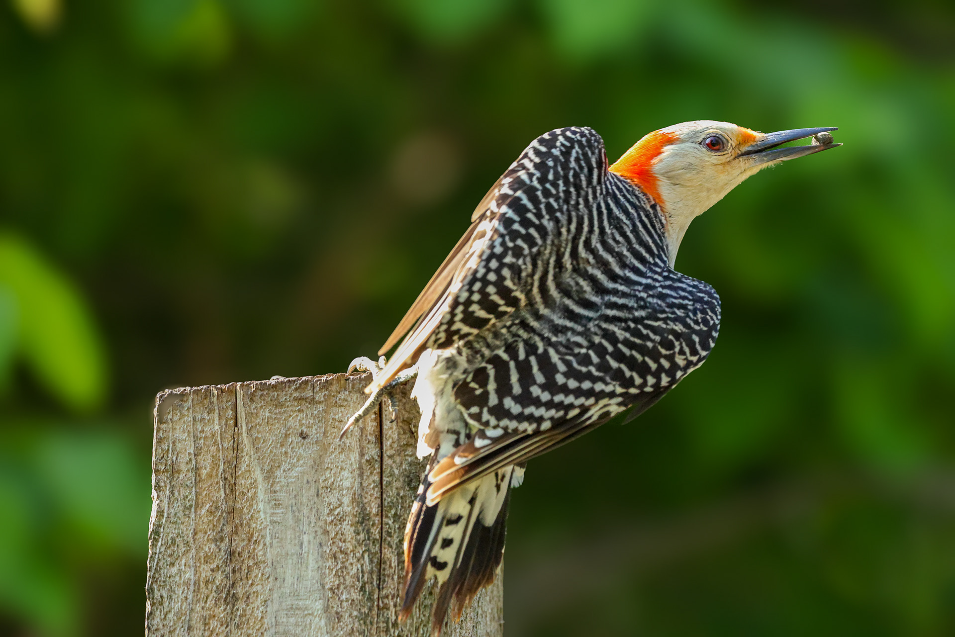 Red-bellied woodpecker @Lynde Shores Conservation Area
