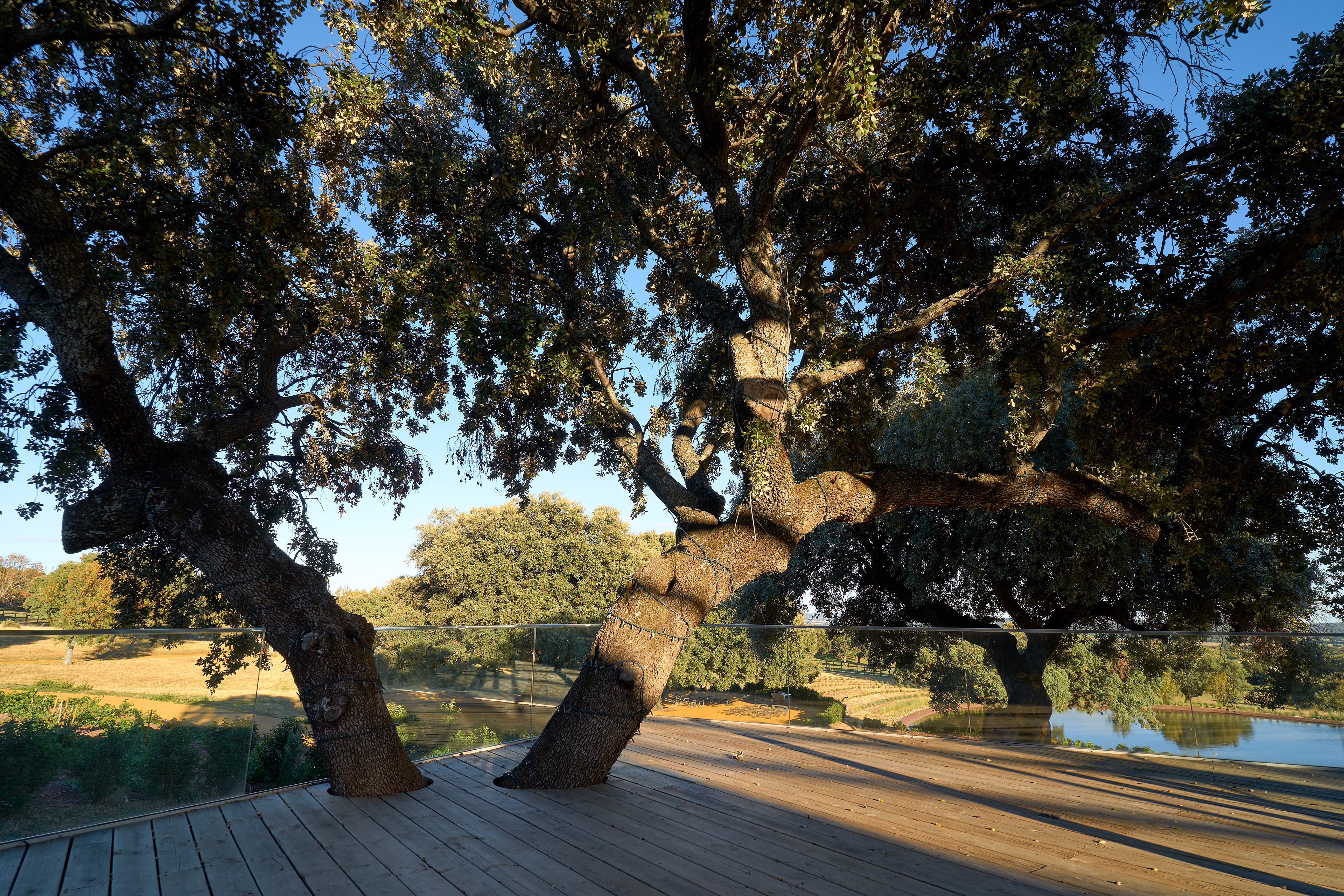 El árbol de la terraza