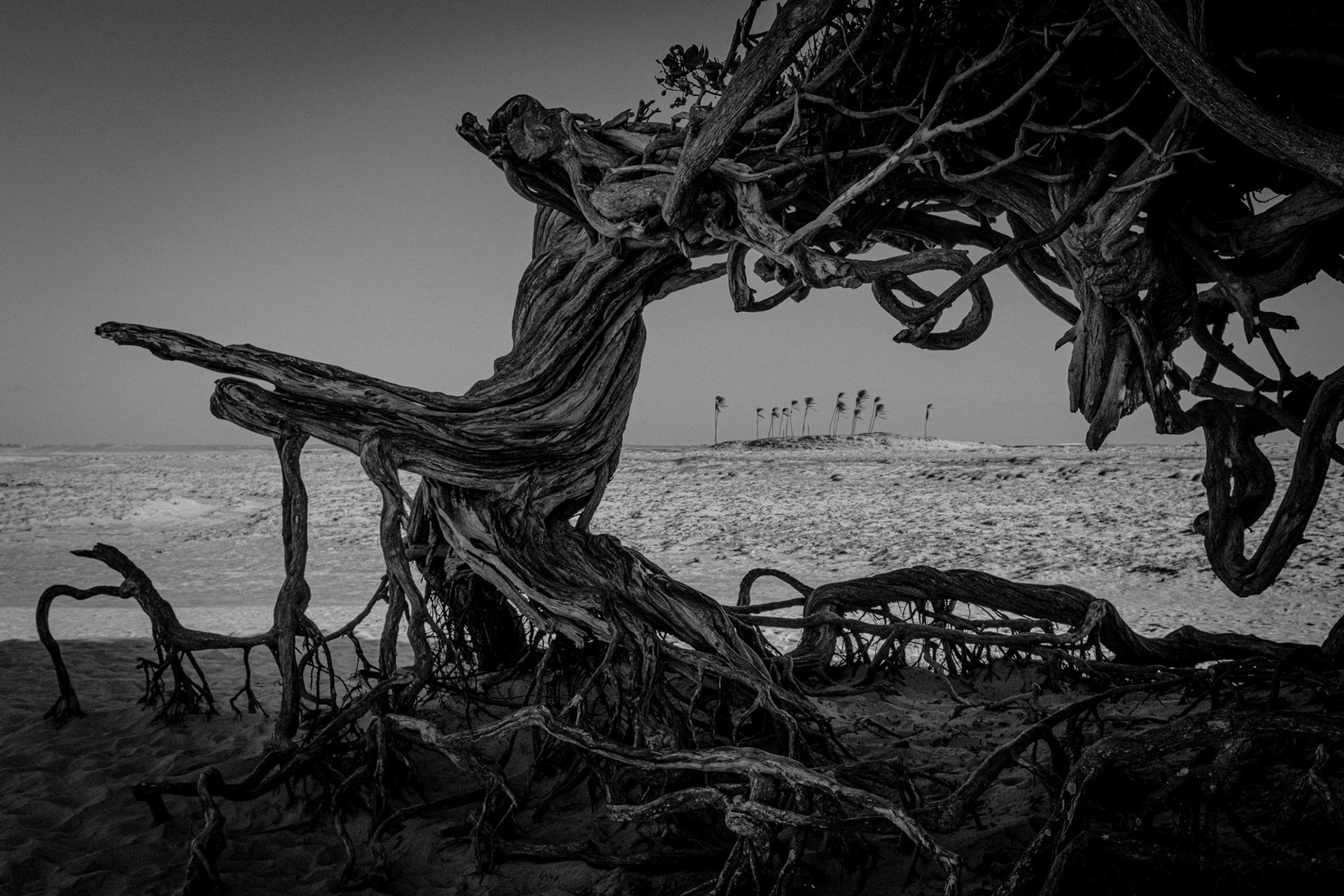 [Fujifilm X100f] Árvore da Preguiça - Jericoacoare (November 2018)