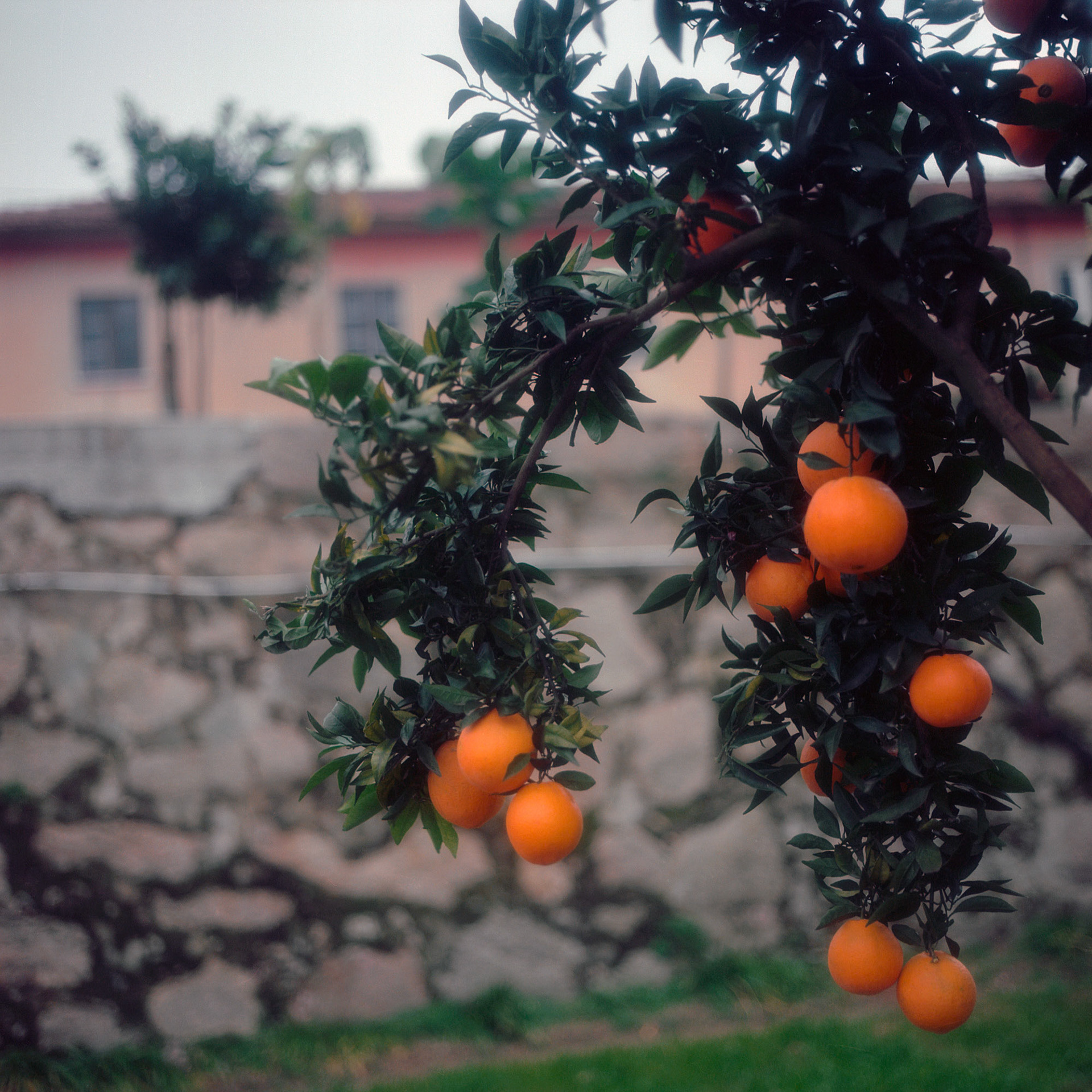 [Hasselblad 500c, Kodak Ektar 100] Orange Tree - Vilarinho, Santo Tirso (2010-2011)