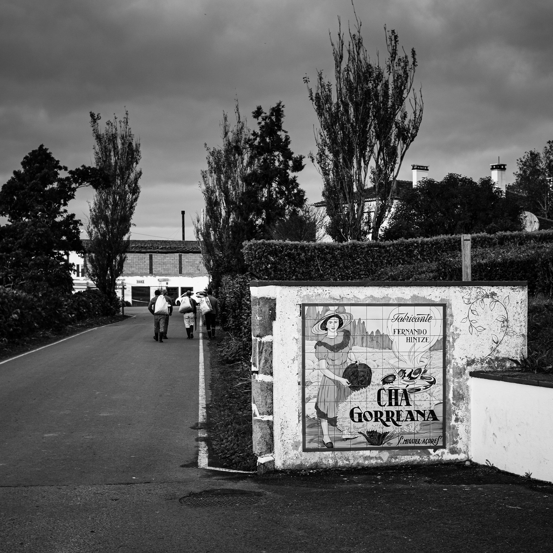 [Fujifilm X100f] Gorreana Tea - Azores (November 2019)