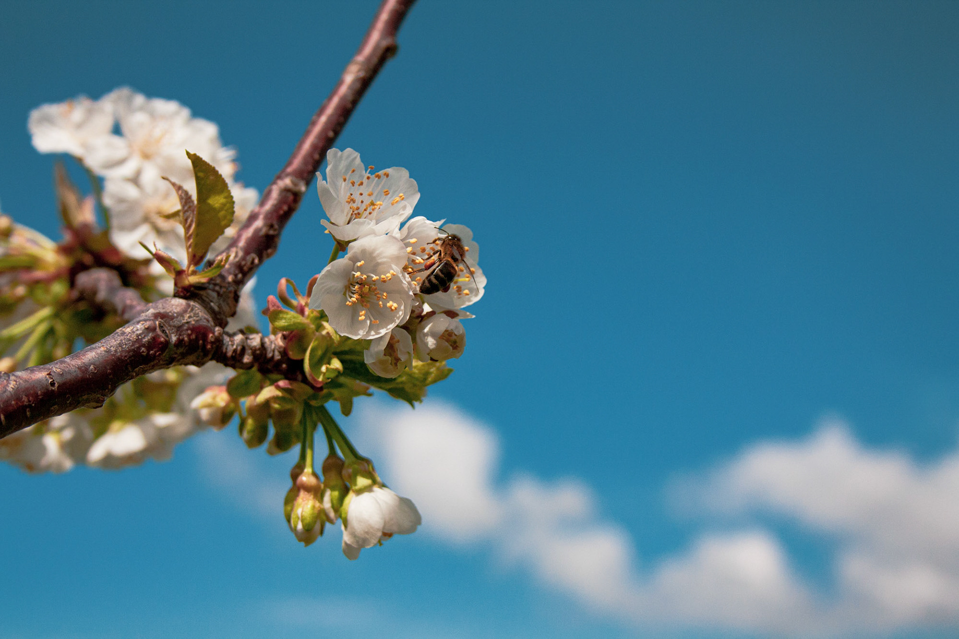 [Canon 1000d] Cherry Tree in Bloom - Murgido, Amarante (April 2011)