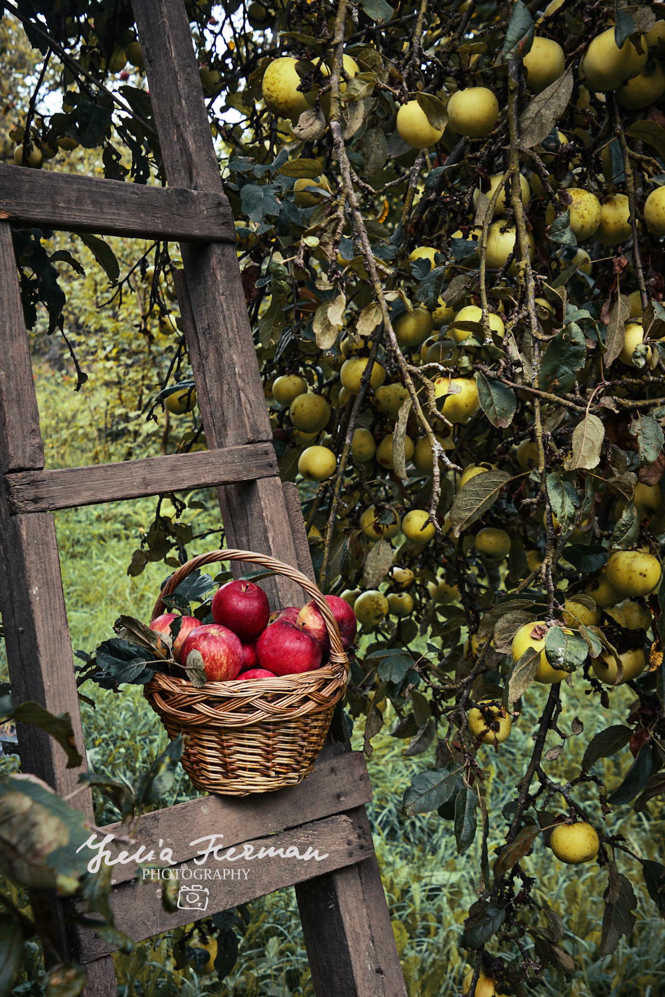 Red ripe apple in basket. Harvesting concept