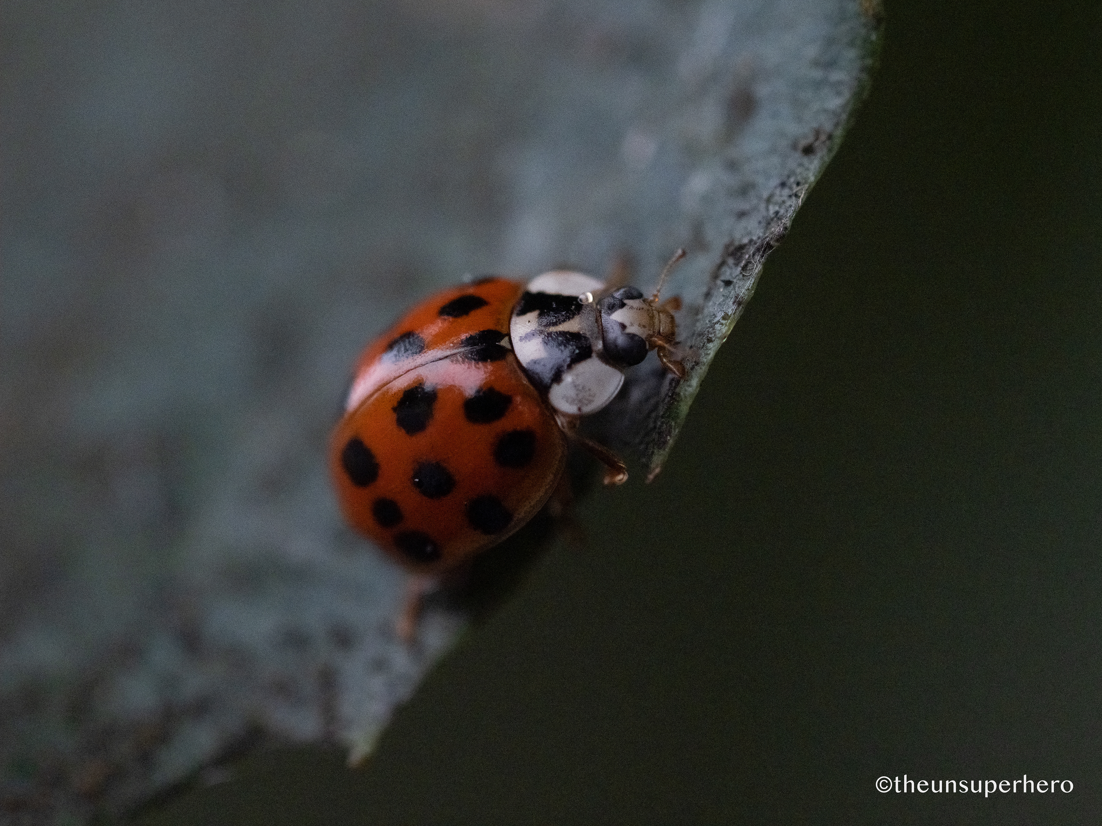ladybird X roadside