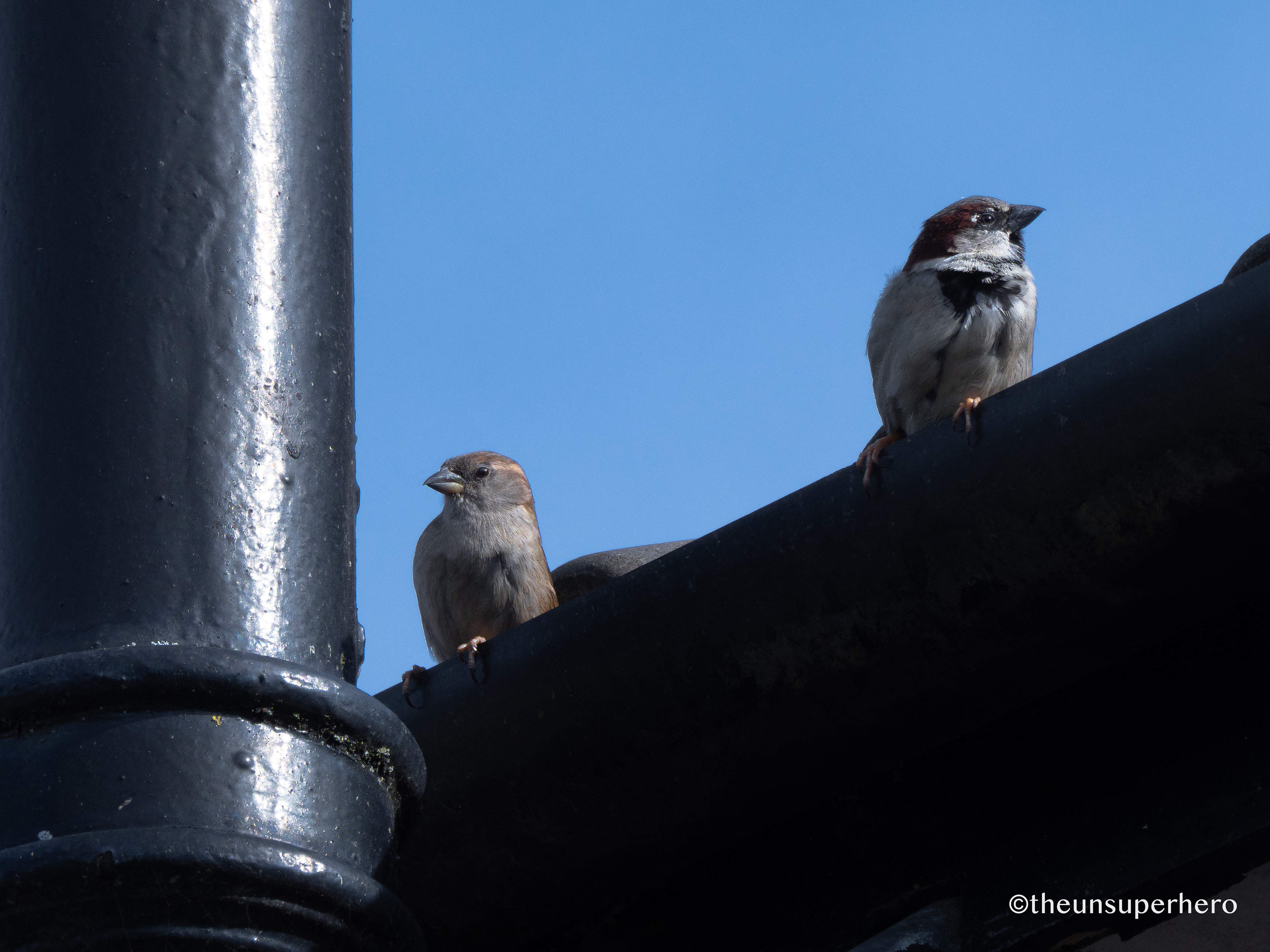 house sparrow X roof top