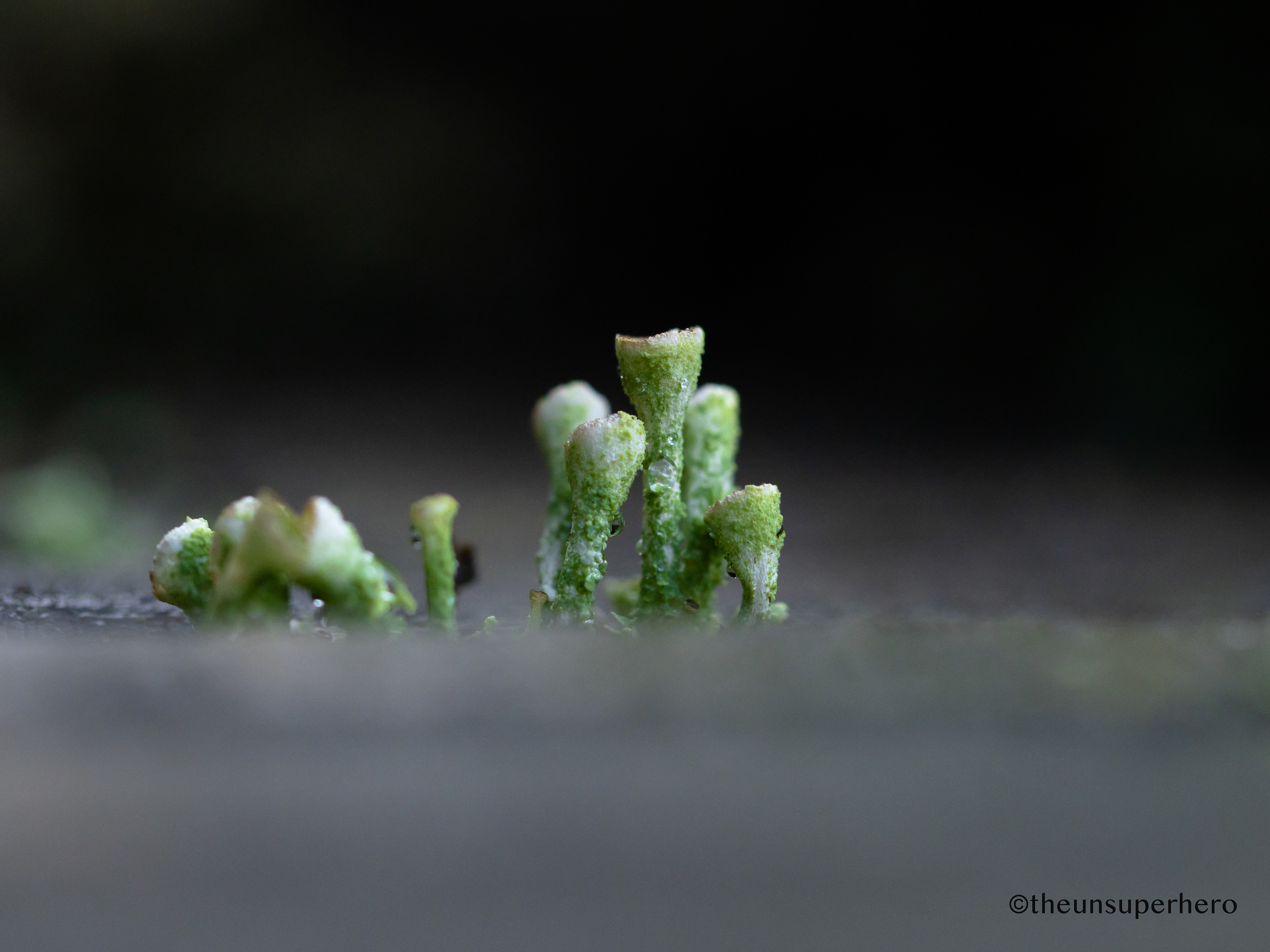 pixie cup lichen X hot tub deck