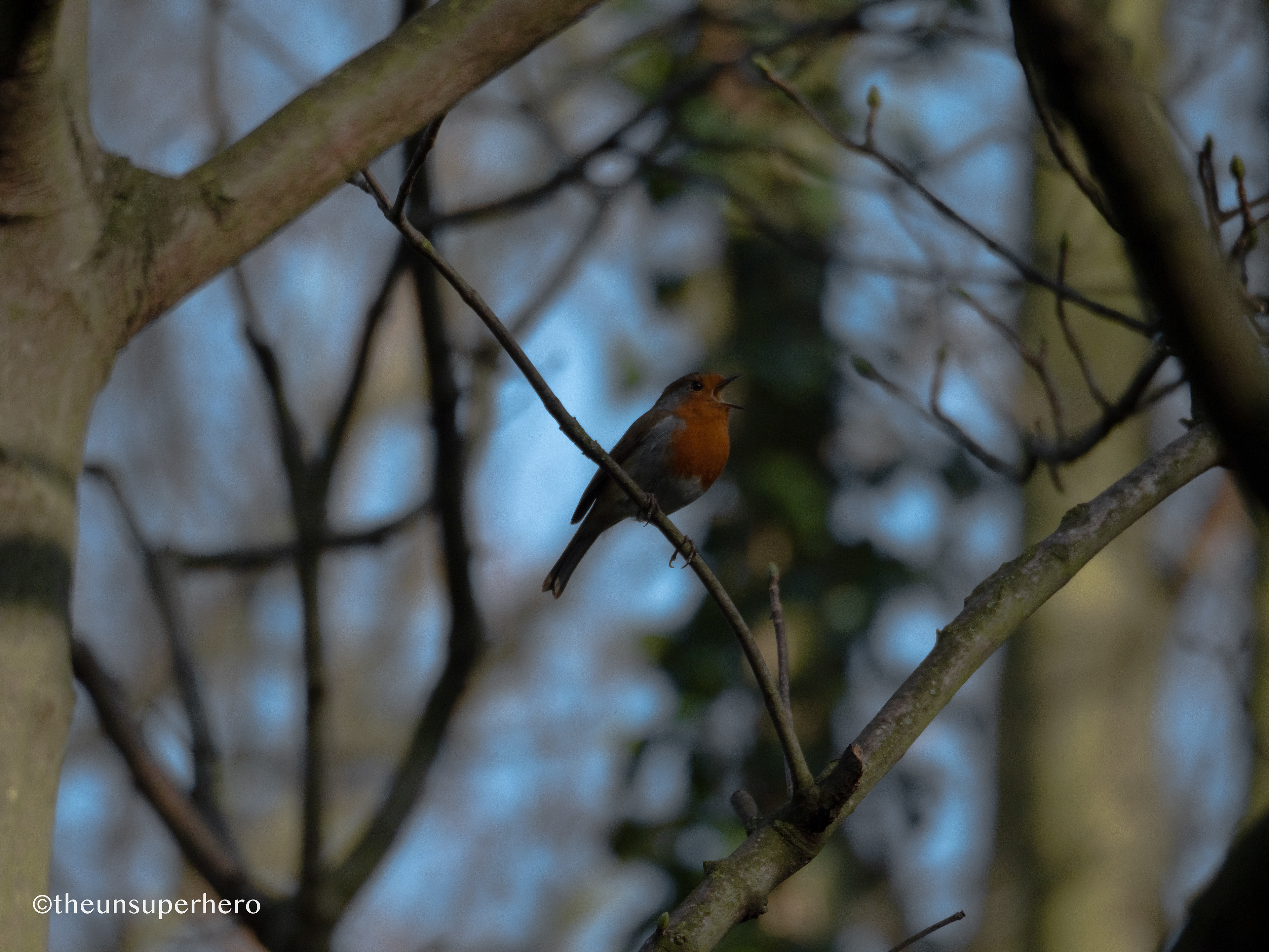 robin X territory 🔍