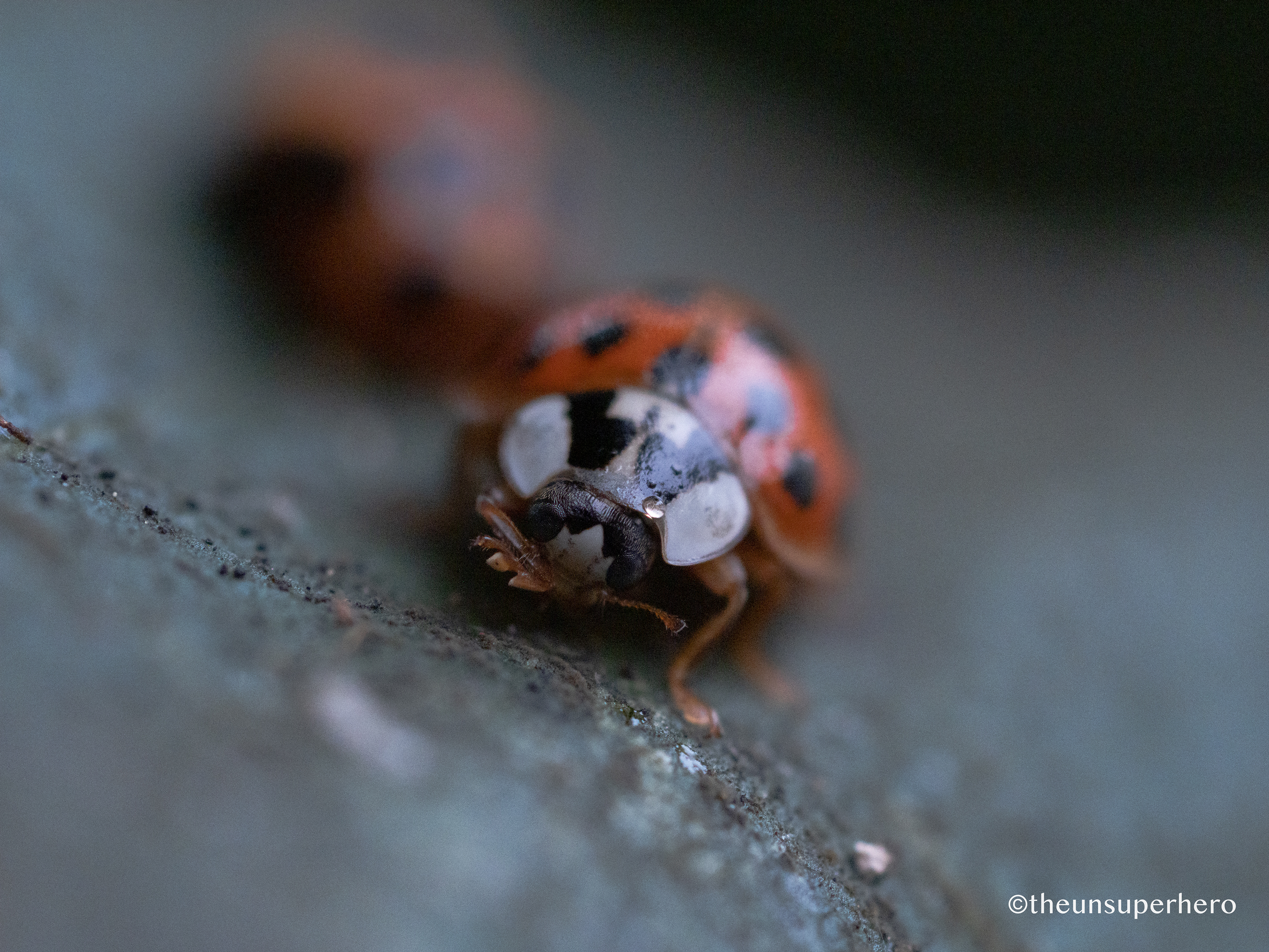 ladybird X errand