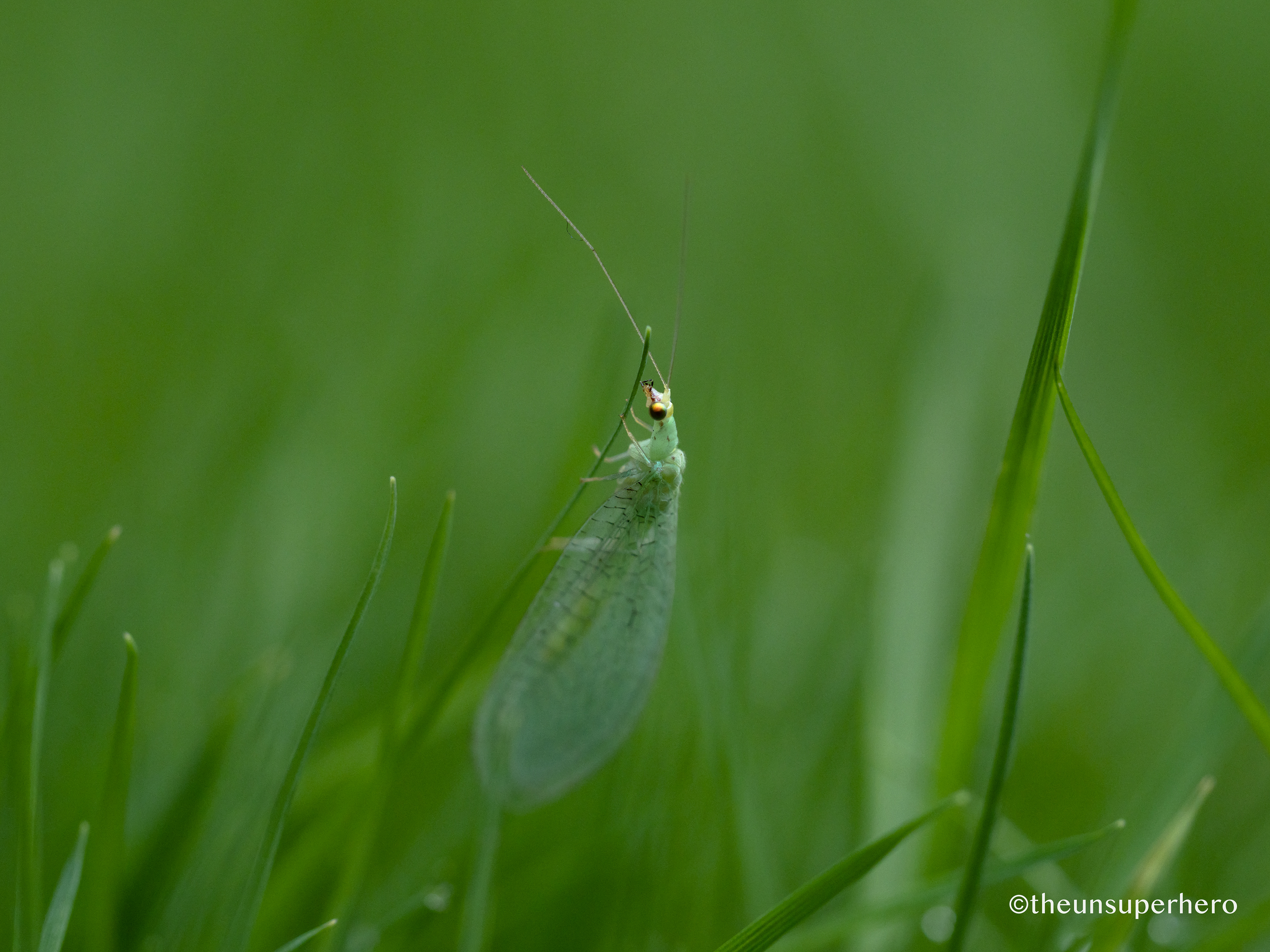 lacewing X grass lounge