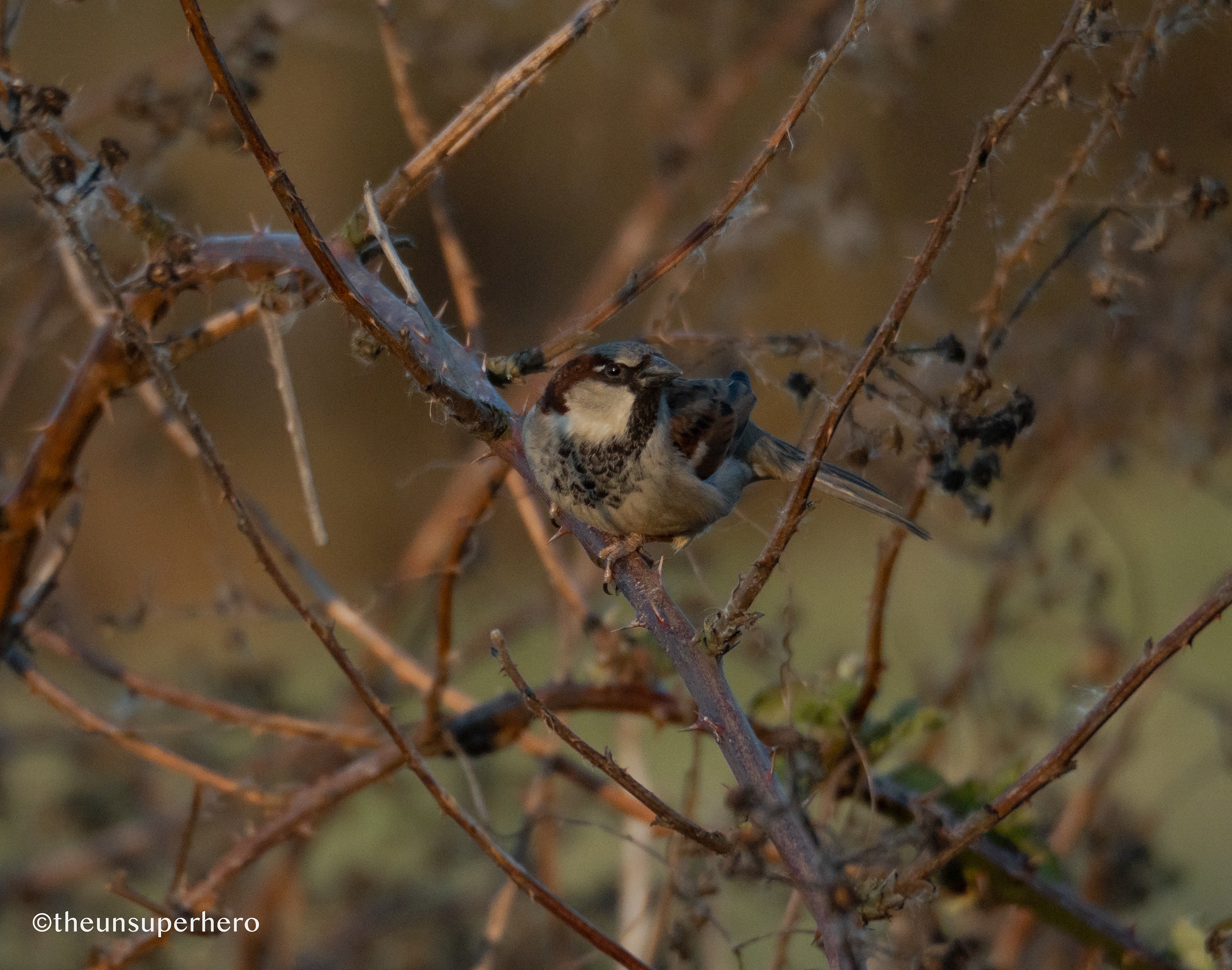 house sparrow X bramble 🔍