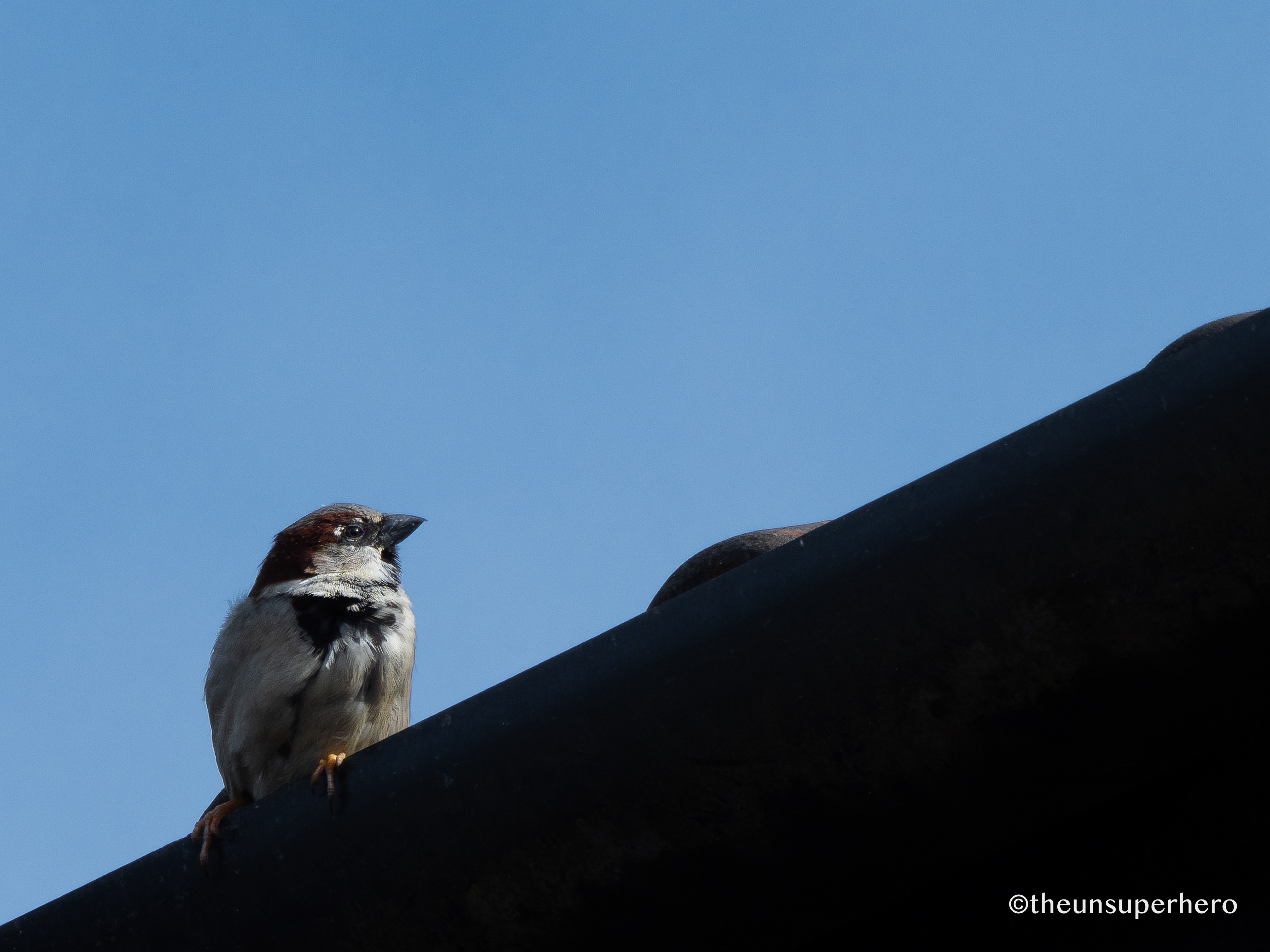 house sparrow X roof top iii