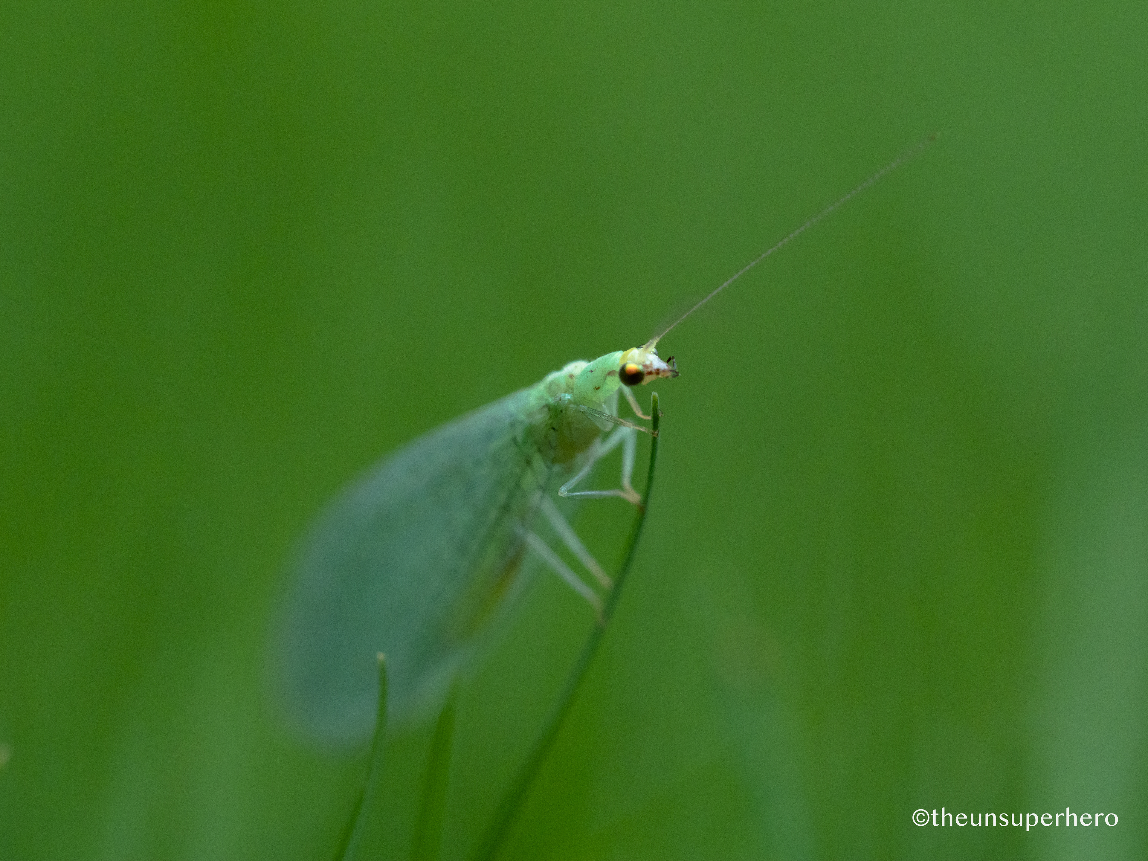 lacewing X grass stand