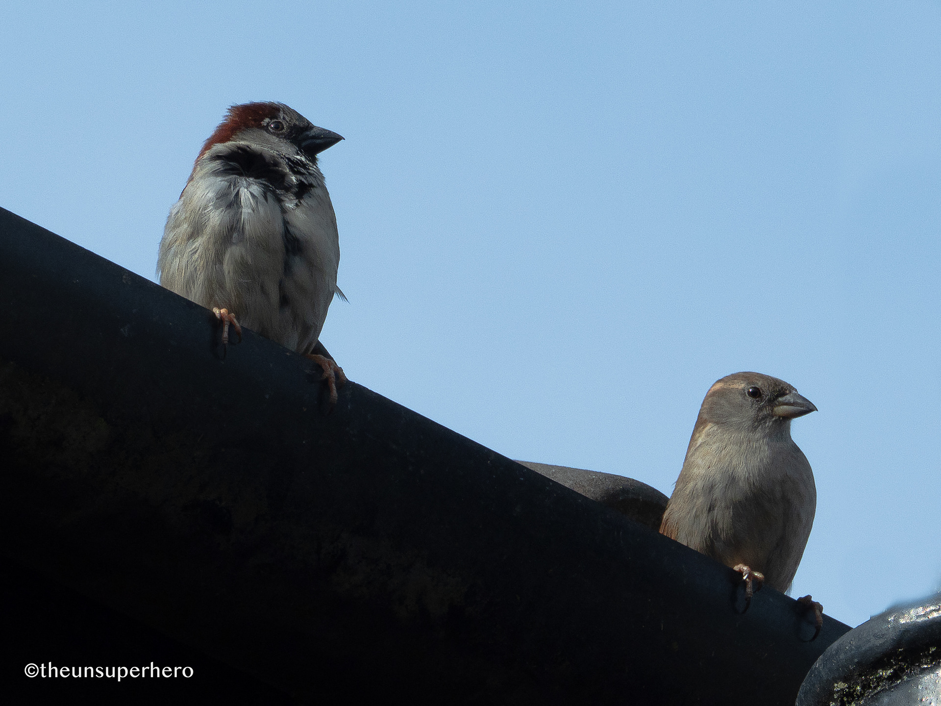 house sparrow X roof top ii
