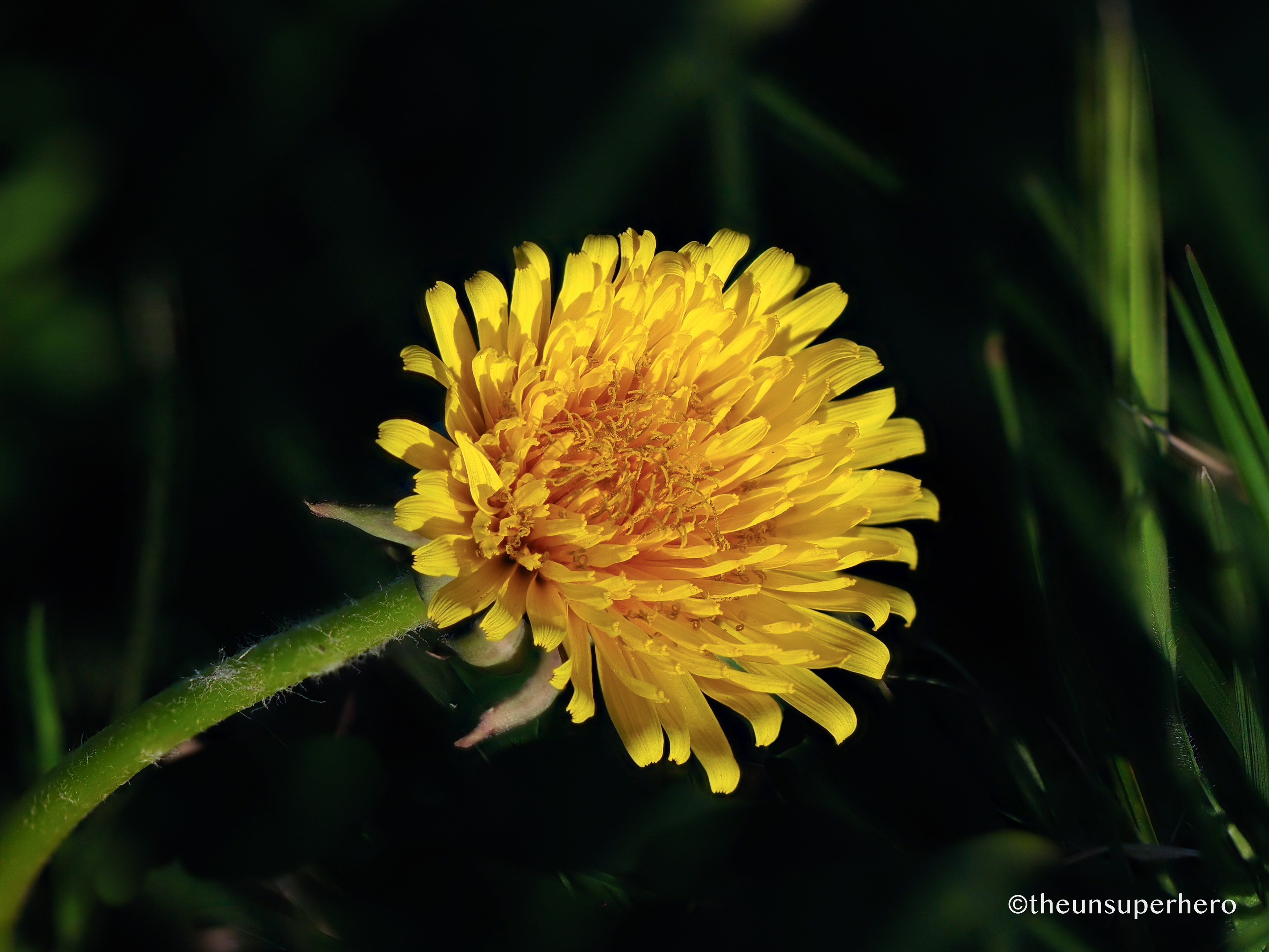 dandelion glow