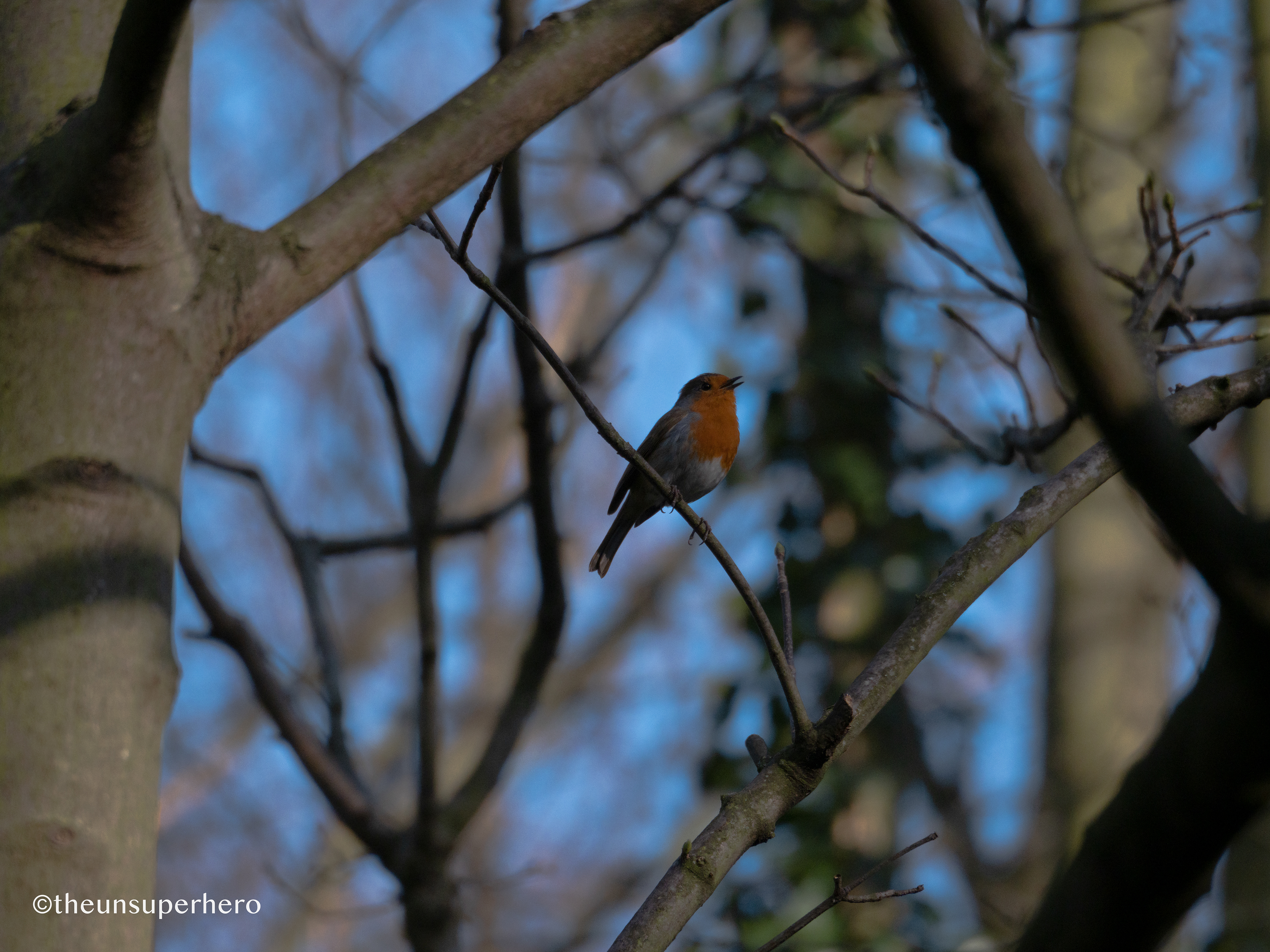 robin