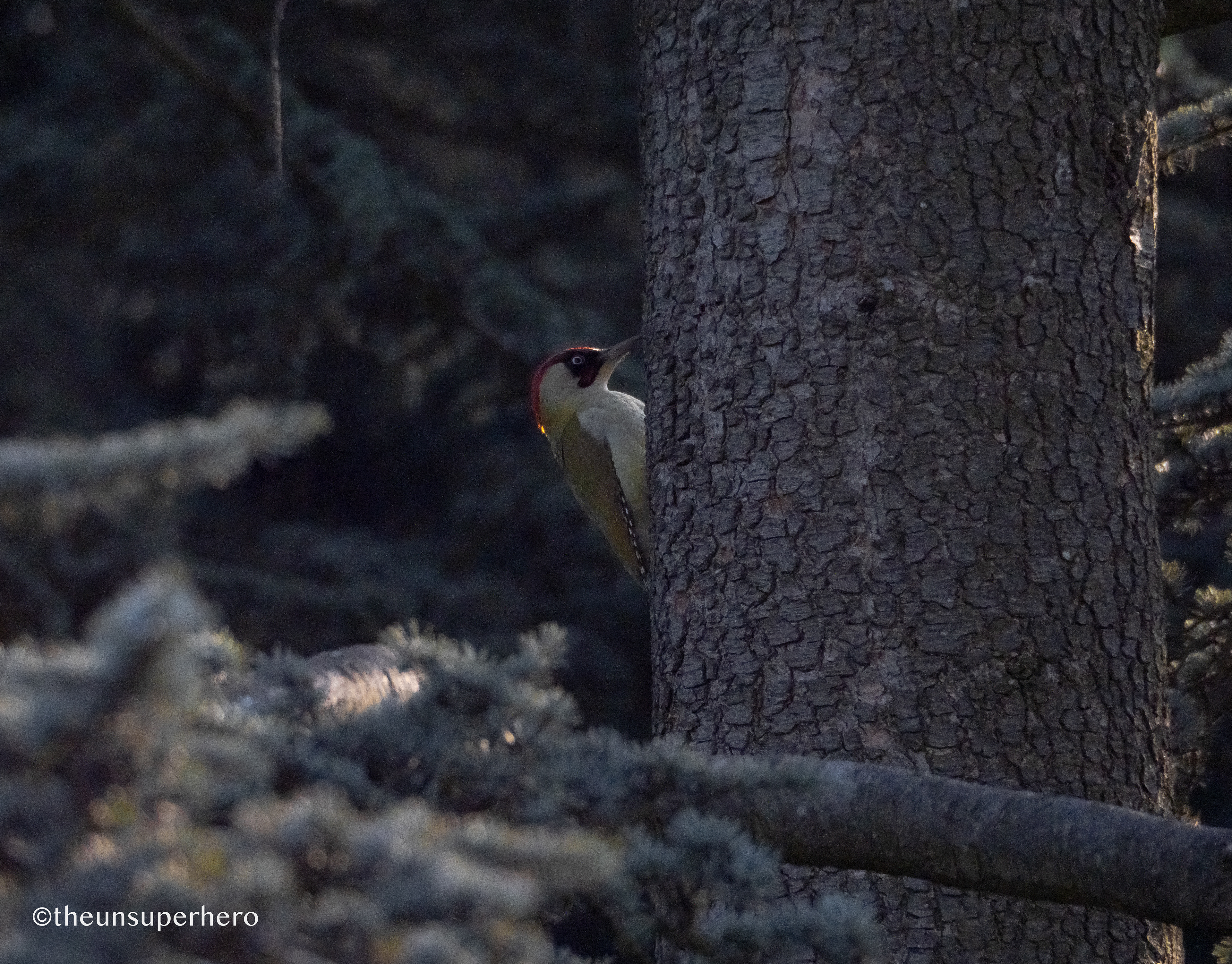 green woodpecker X confier
