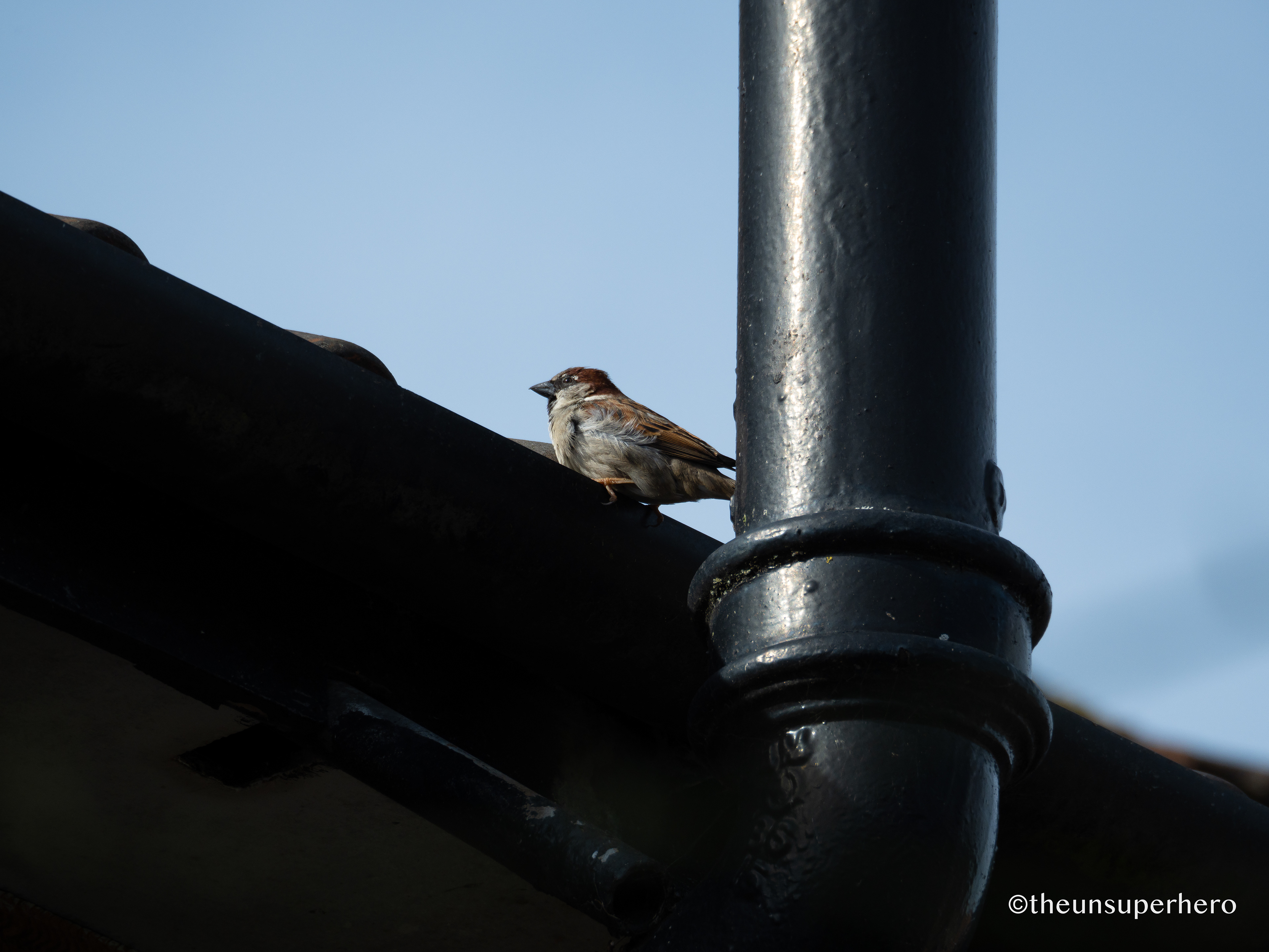 house sparrow X rooftop