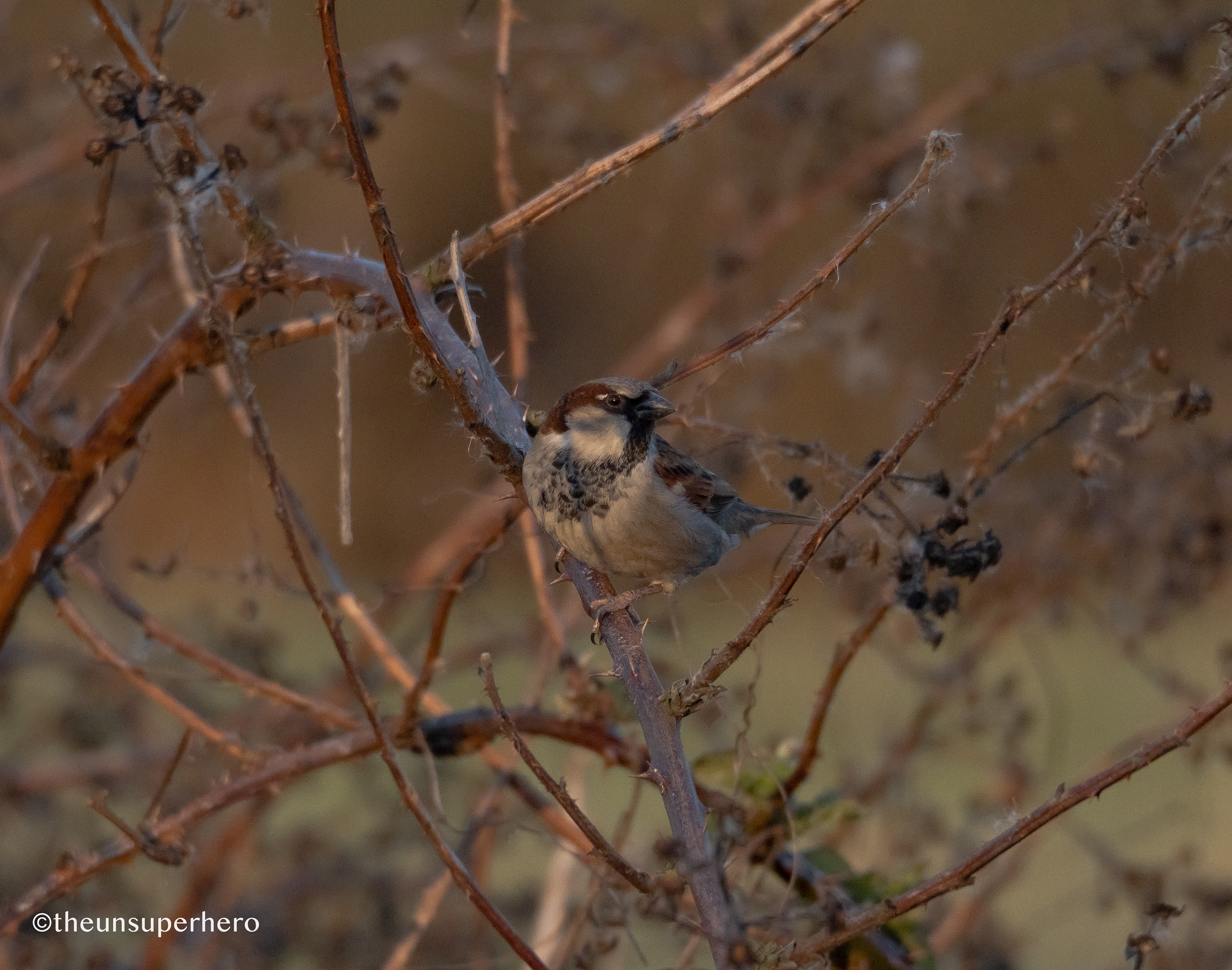 house sparrow X bramble