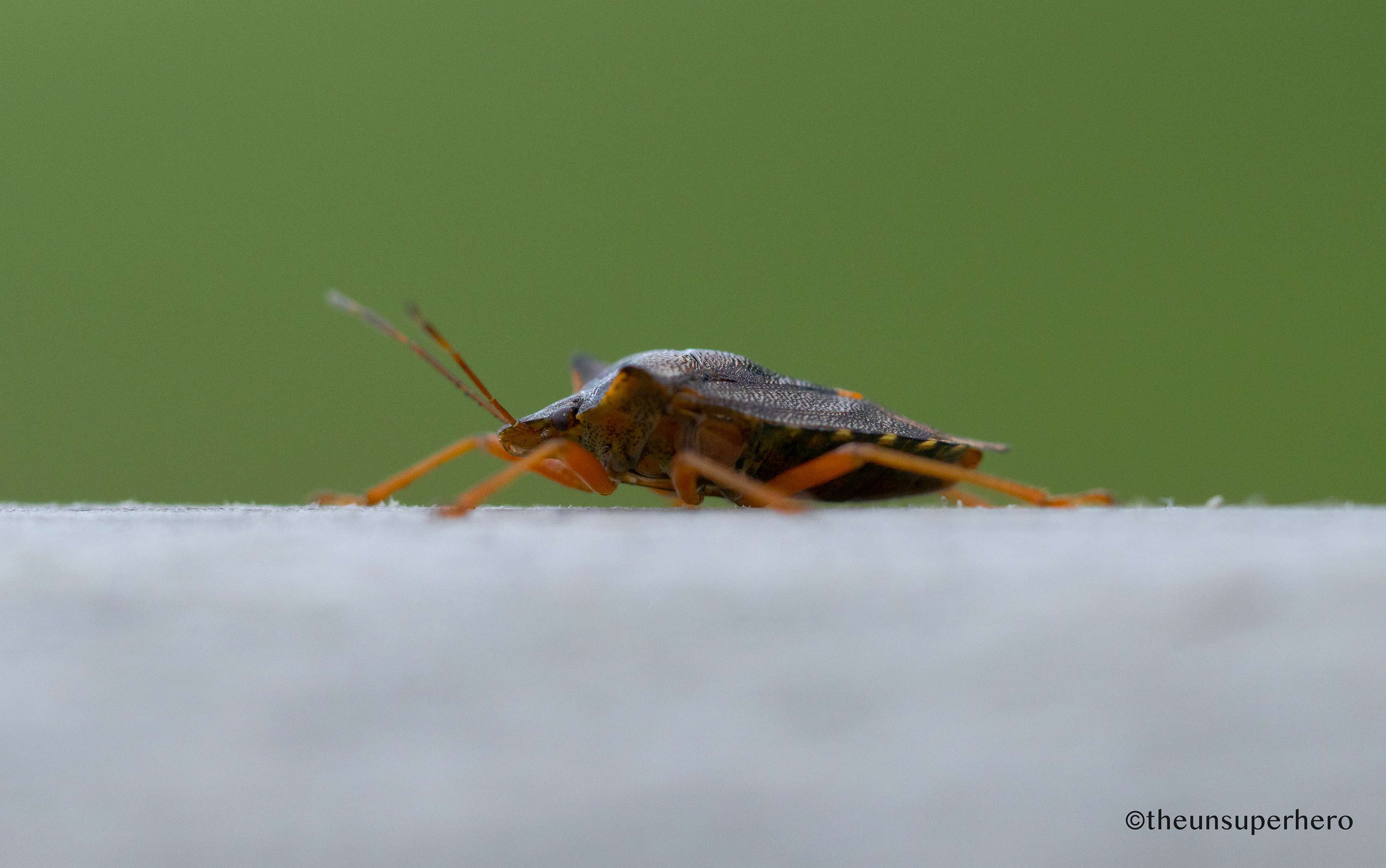 shield bug X my anti-ness