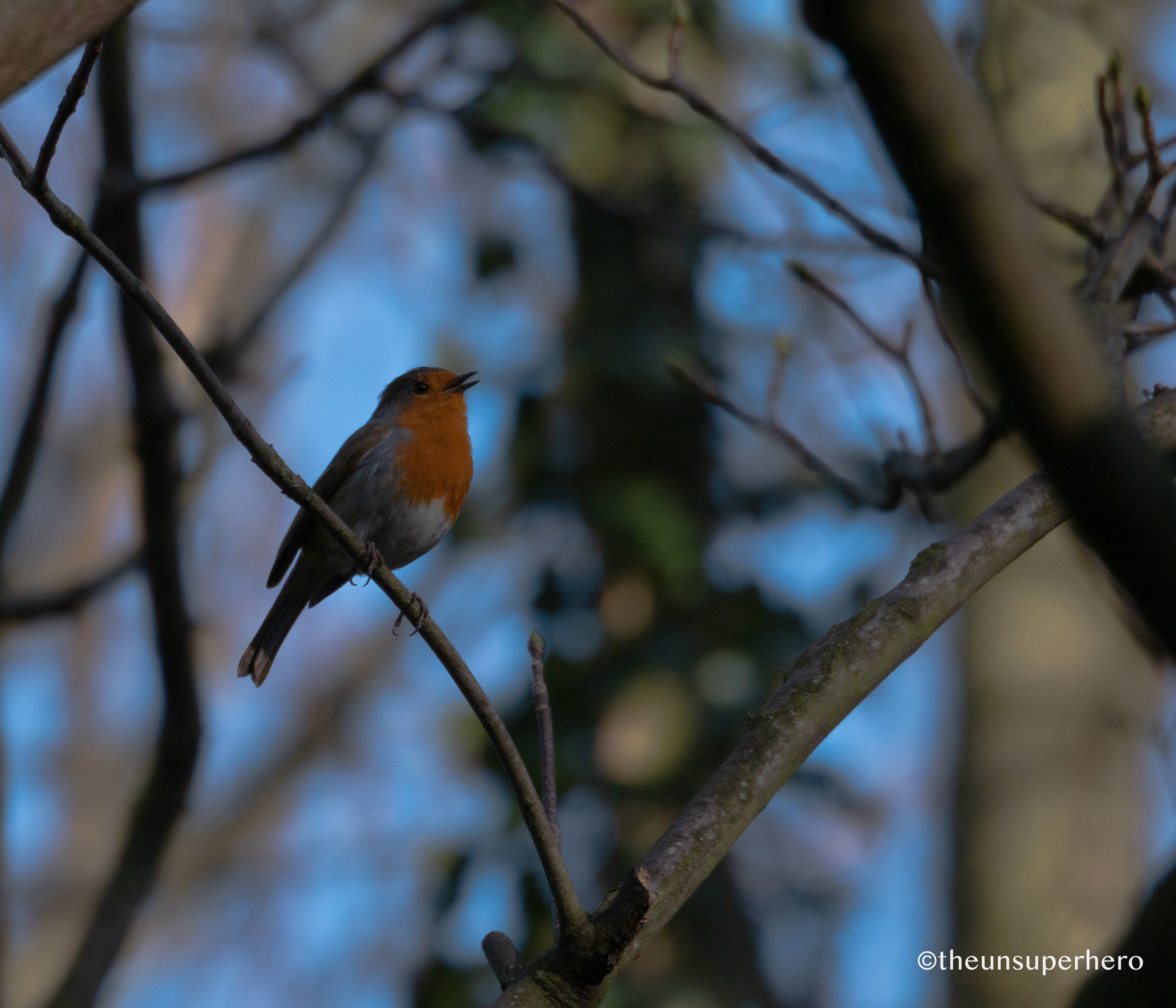 robin
