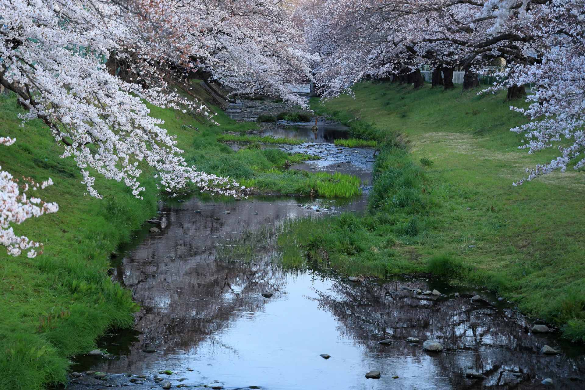 根川緑道　桜