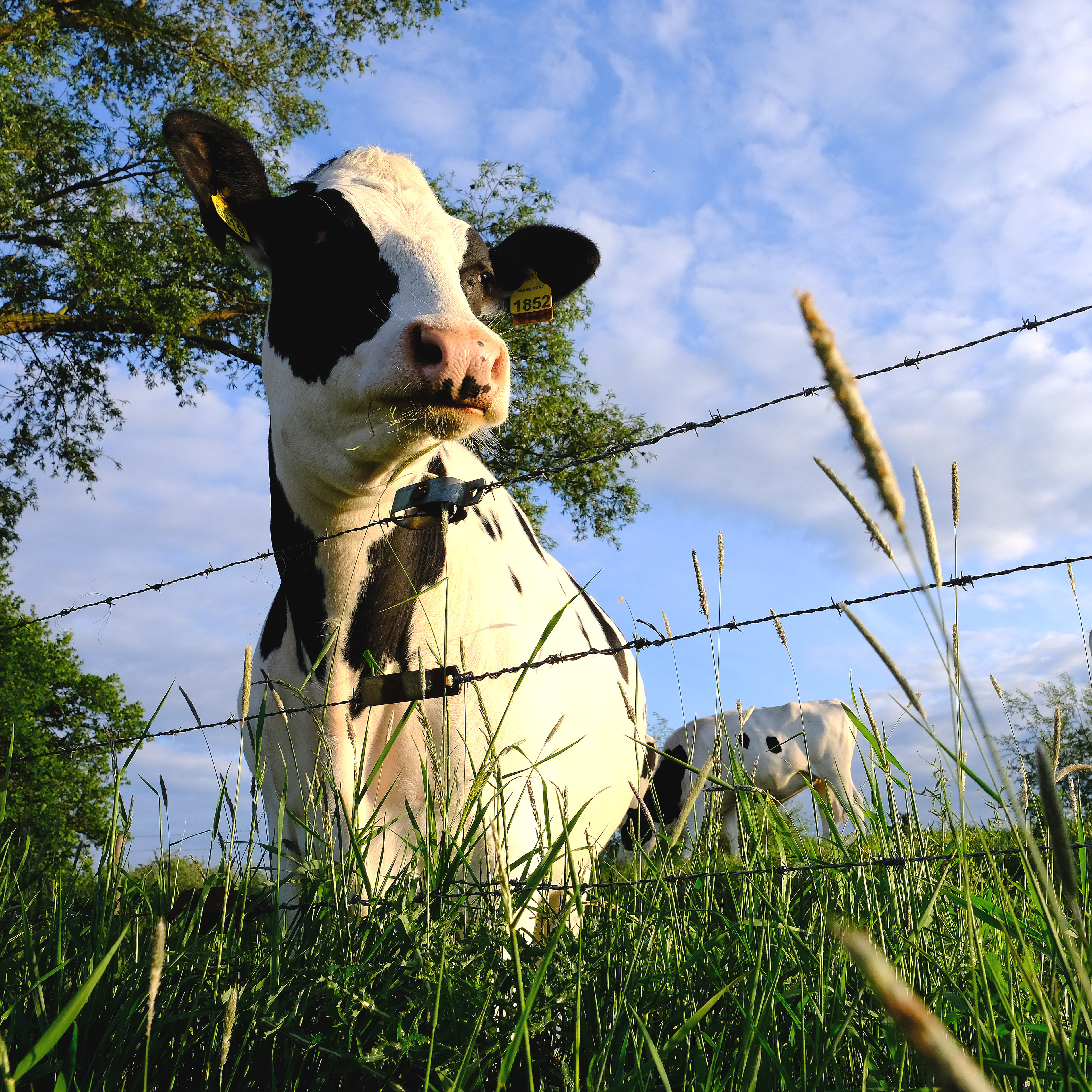 Foto van Ton Schulten