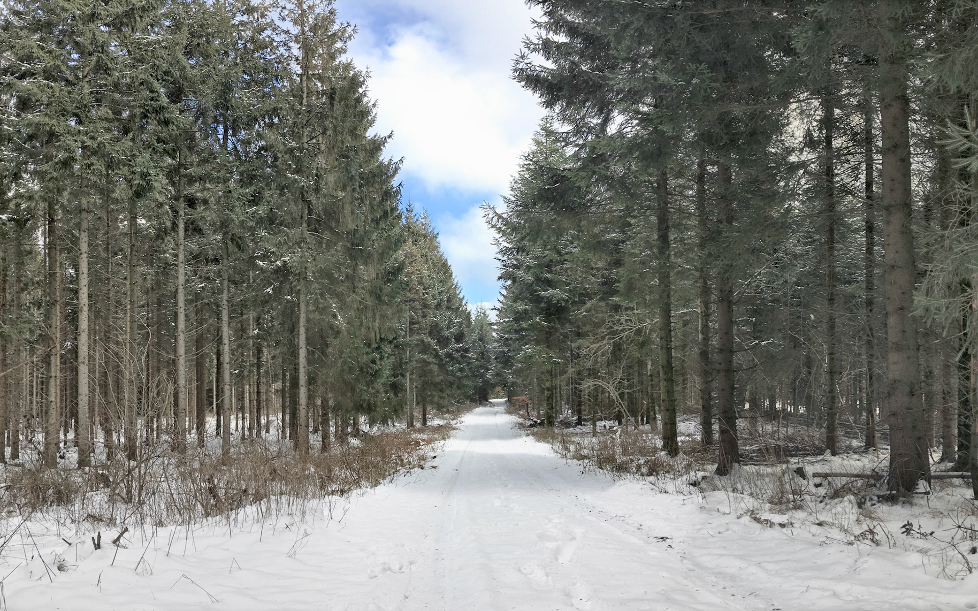 Så kom vinteren tilbage med lidt sne og hygge i Rold Skov.