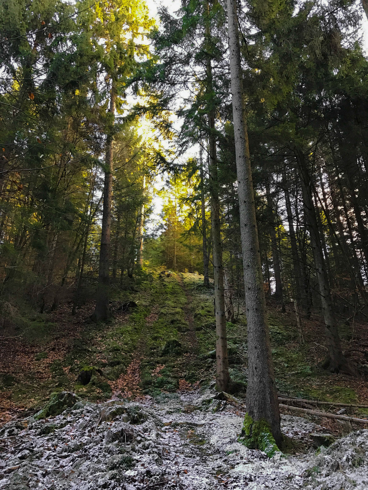 Her dufter af mos og gran fra solens stråler.