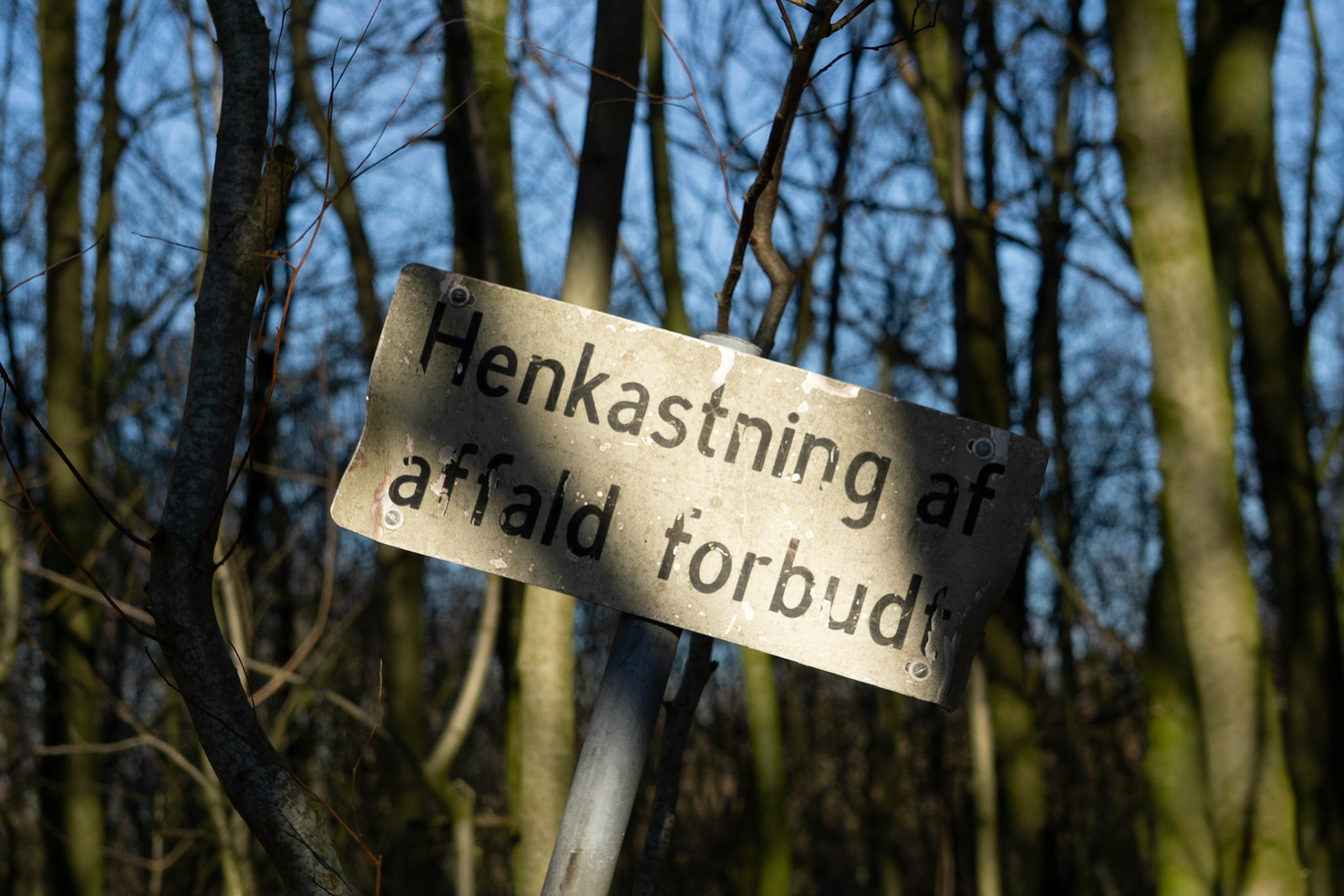 Østerskovens små glæder