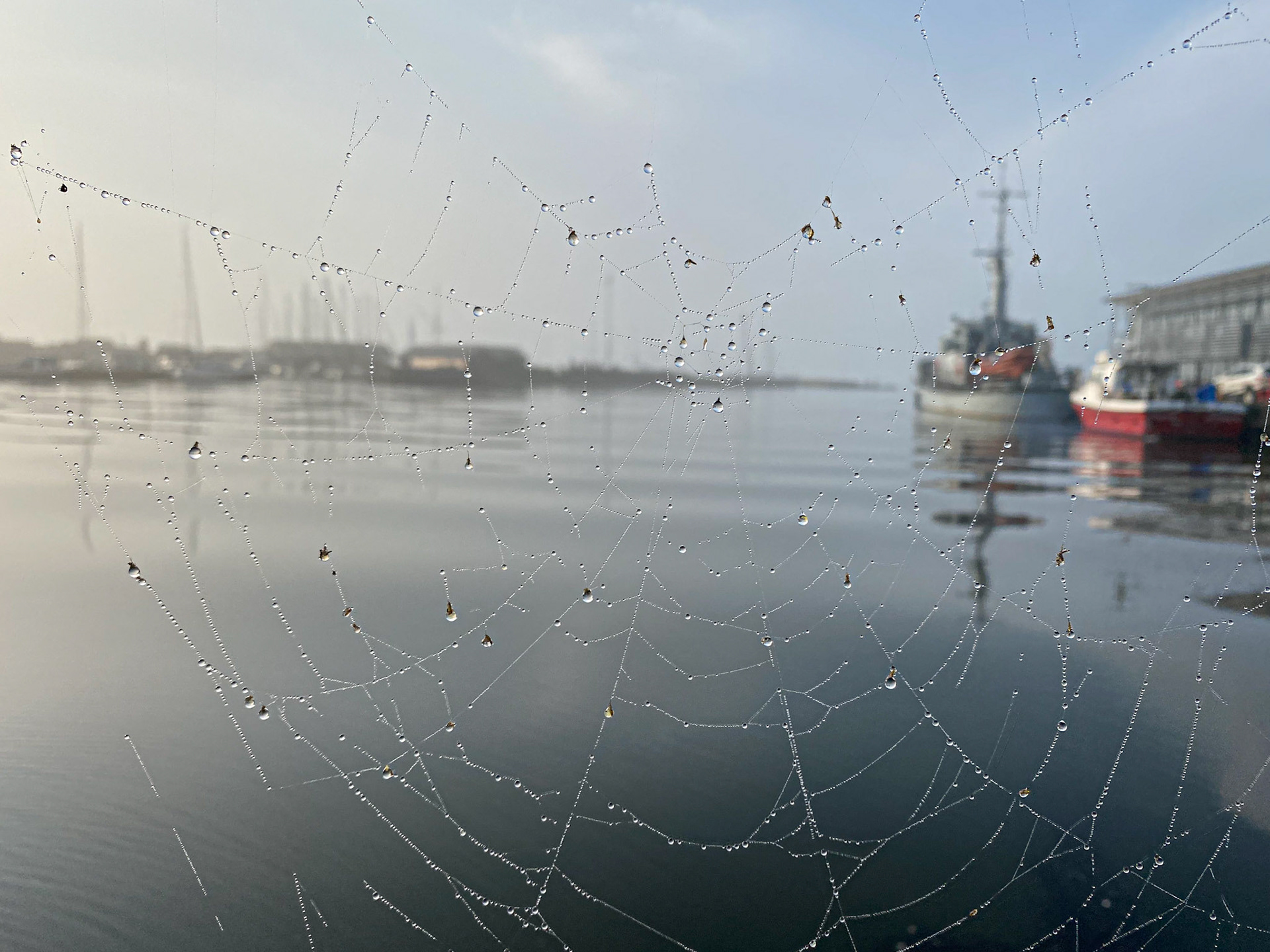 Spindelvæv og morgendis ved Ringkøning Havn