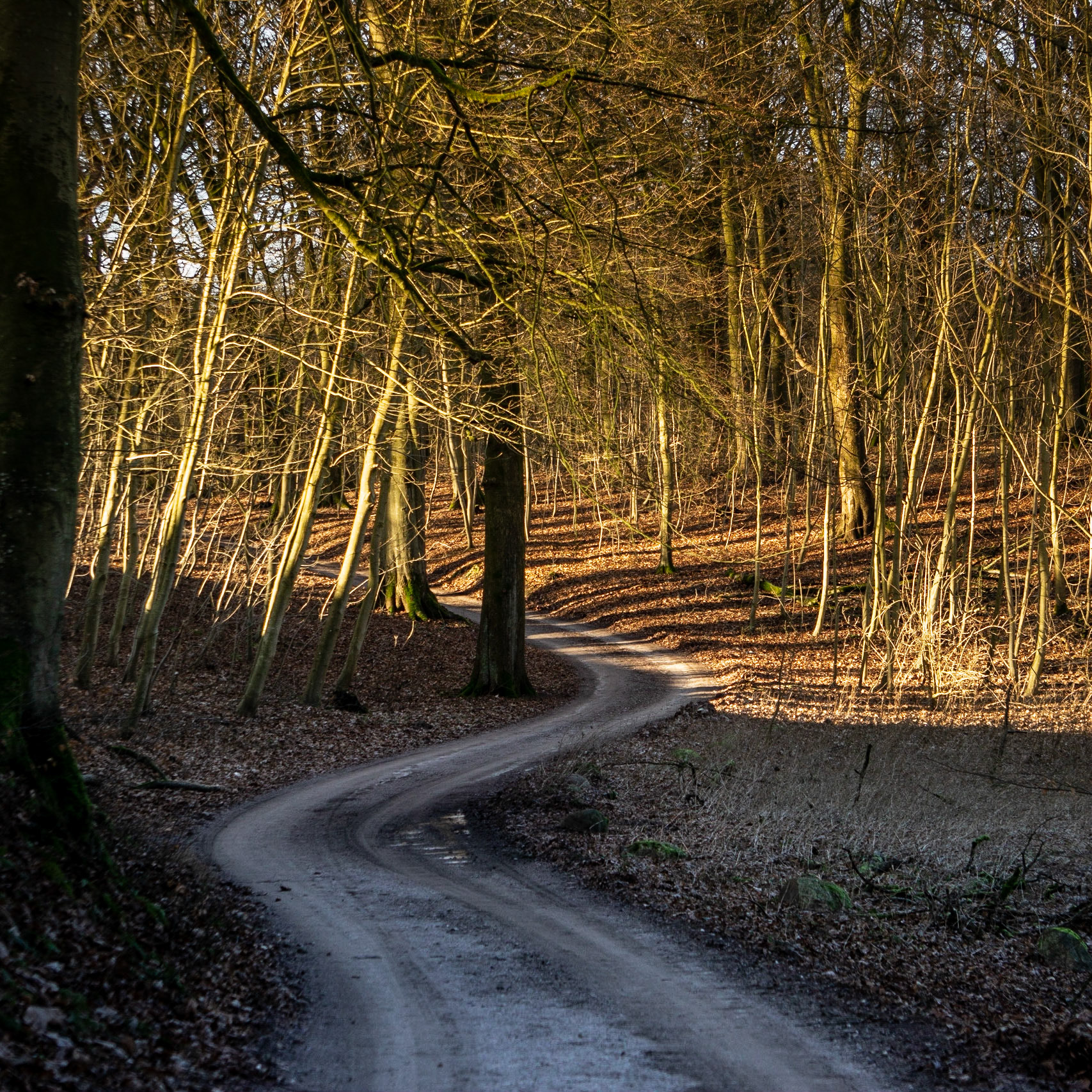 Østerskovens små glæder