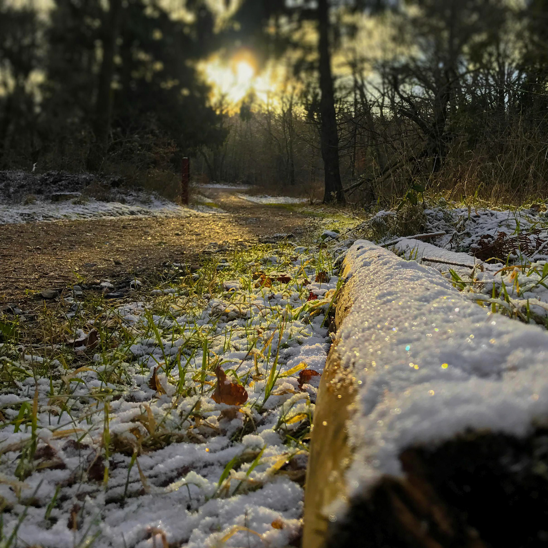 Dejlige farver fra solnedgangen i Rold Skov.