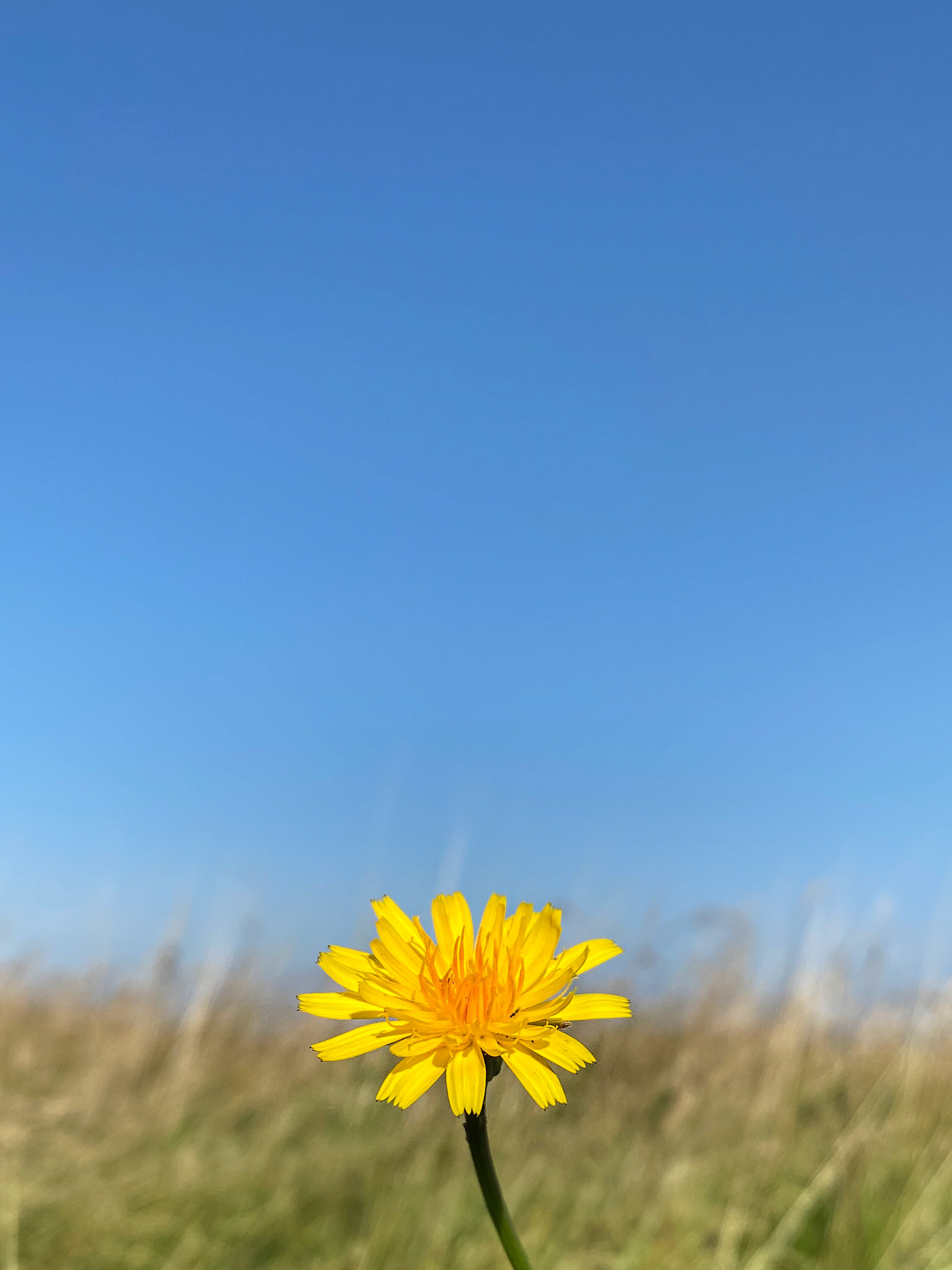 Nu springer blomsterknopper ud i tusindtallig skare, om det er klogt de ænser ej, de gør det - gør det bare.