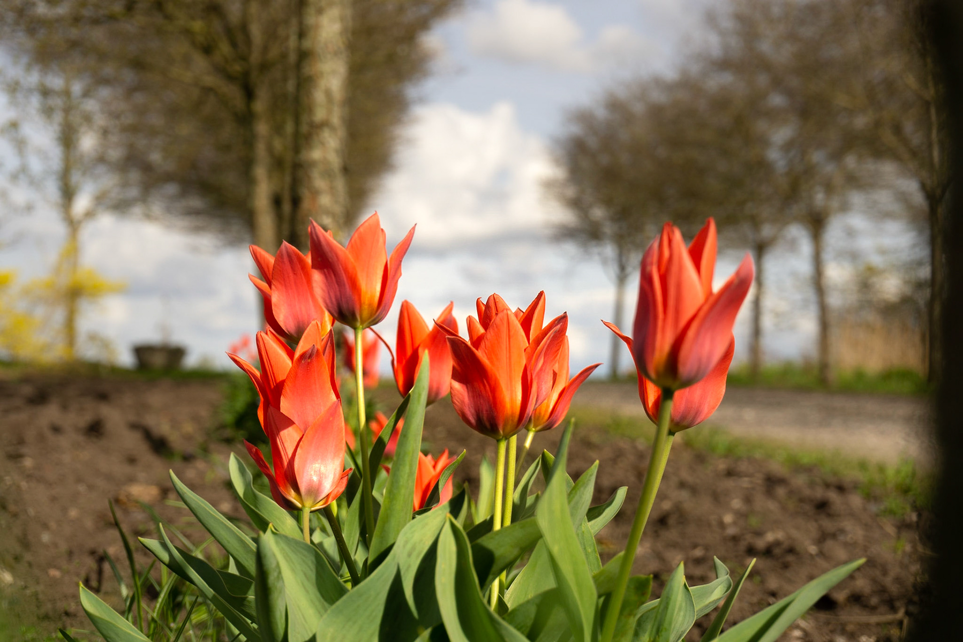 Tulipaner