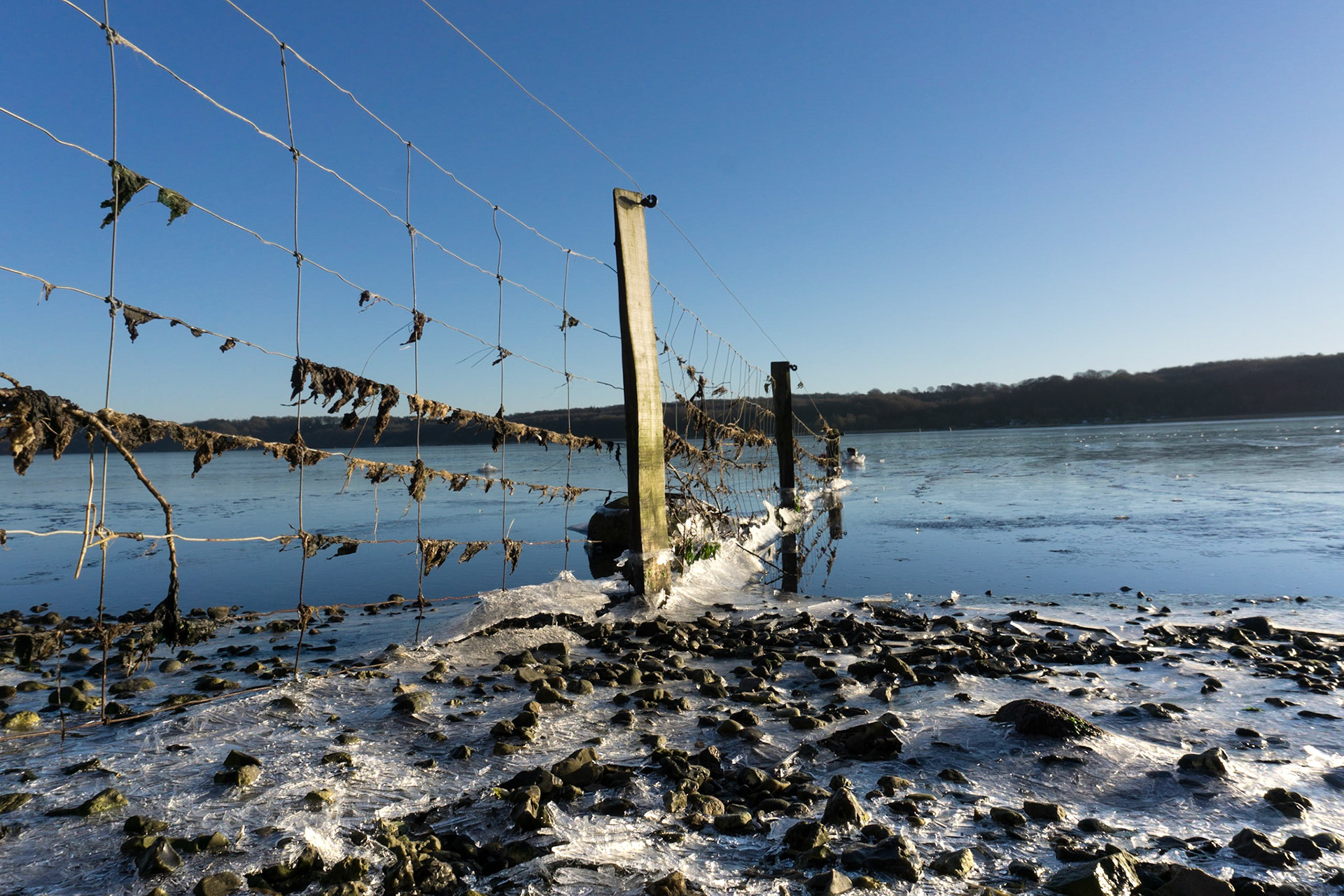 Sildehagen med vintersol og frost