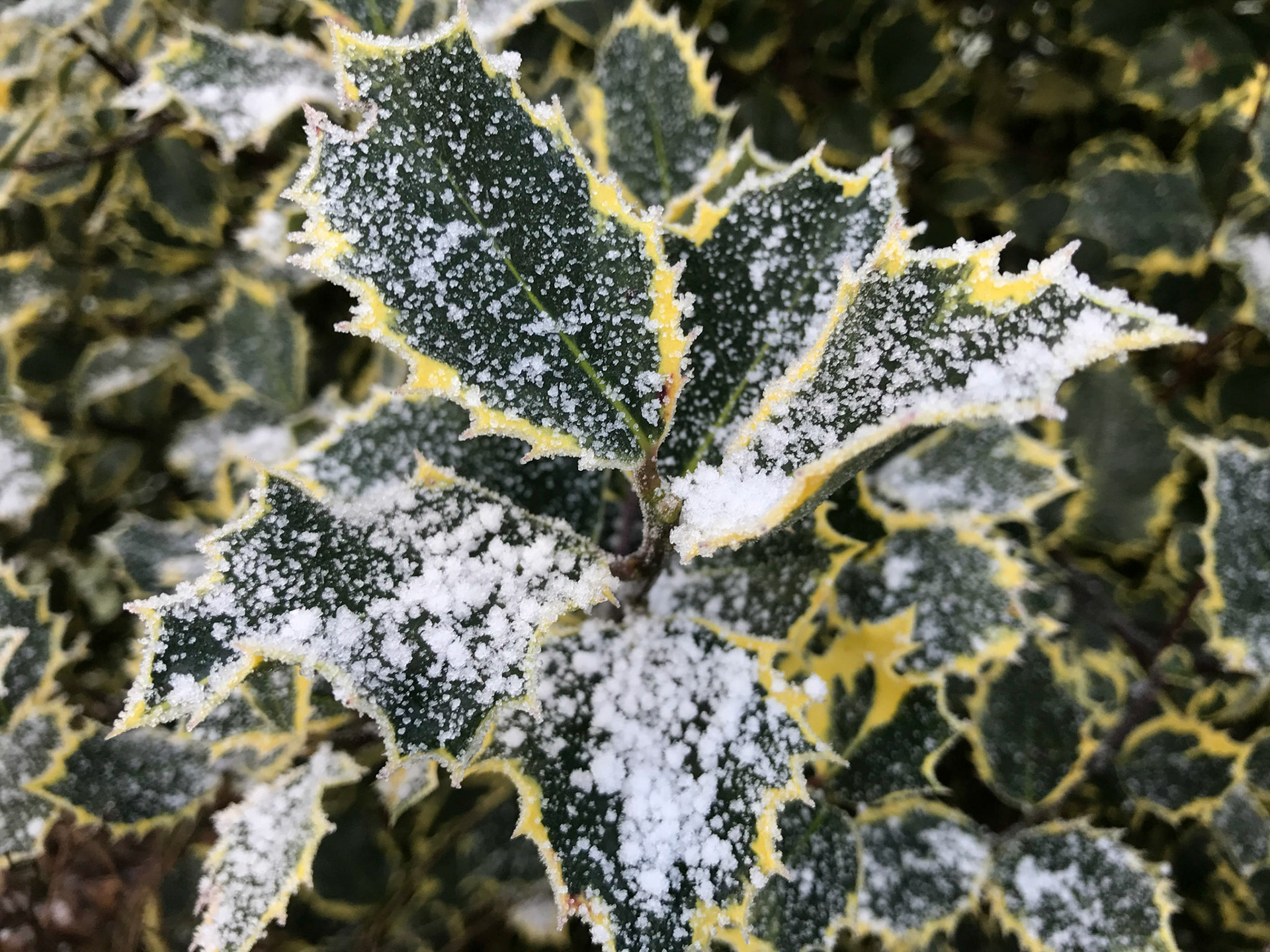 De kolde blade, de gør os glade, - de vidner om en dejlig tid, hvor alle frygter frostens bid.