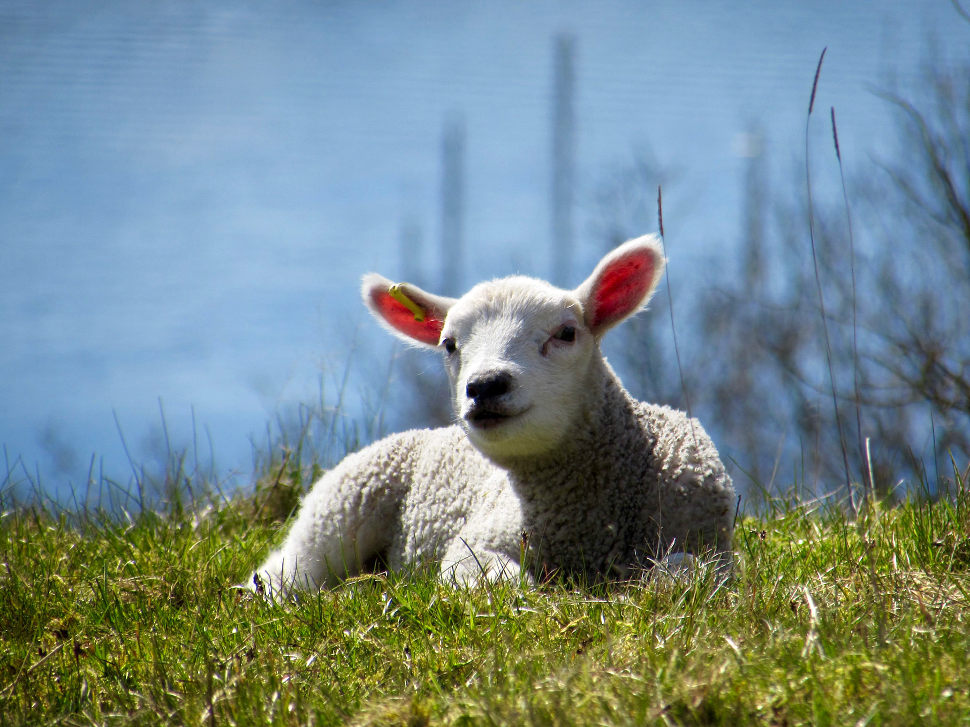 Sildehagen maj 2016