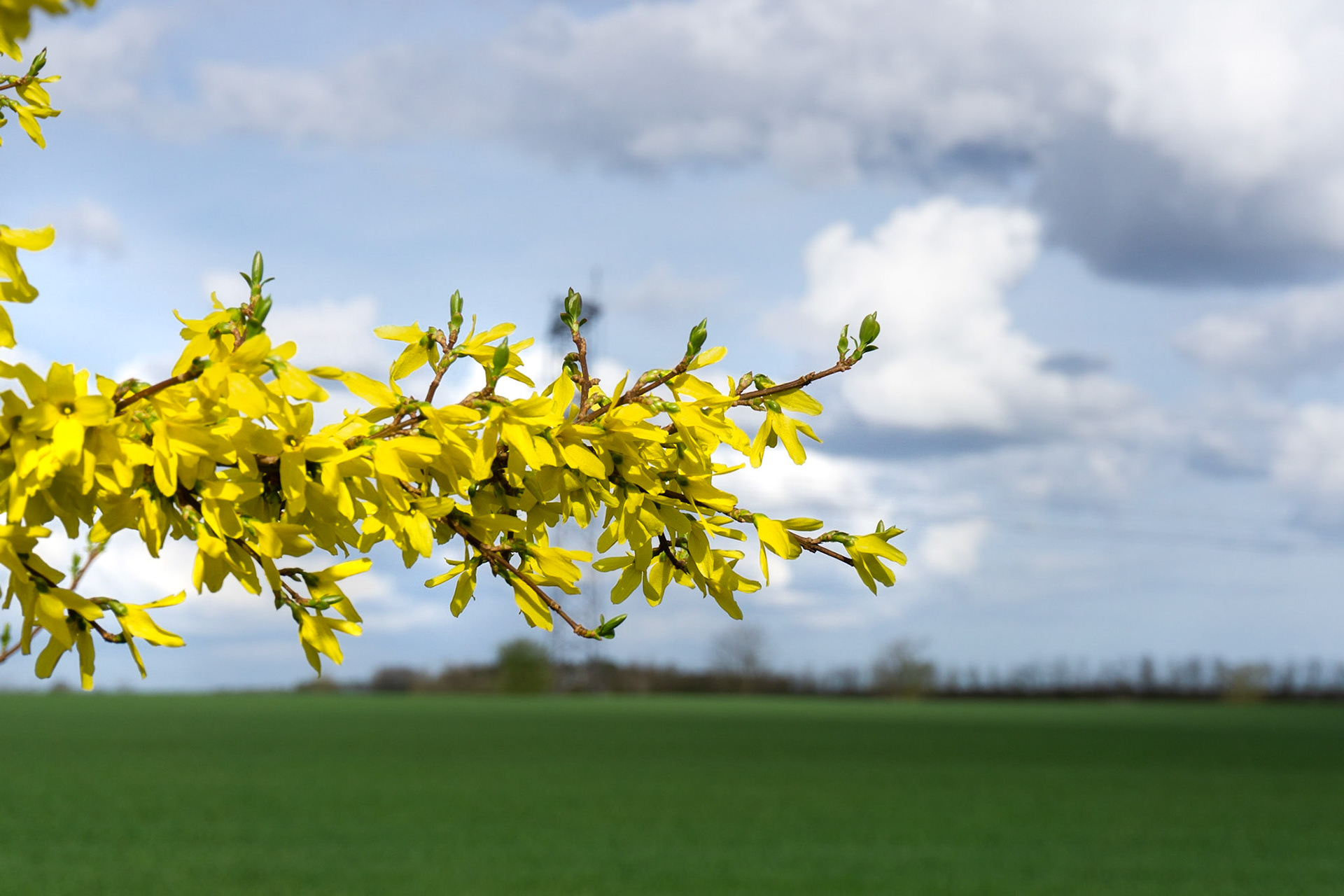 Forsythia