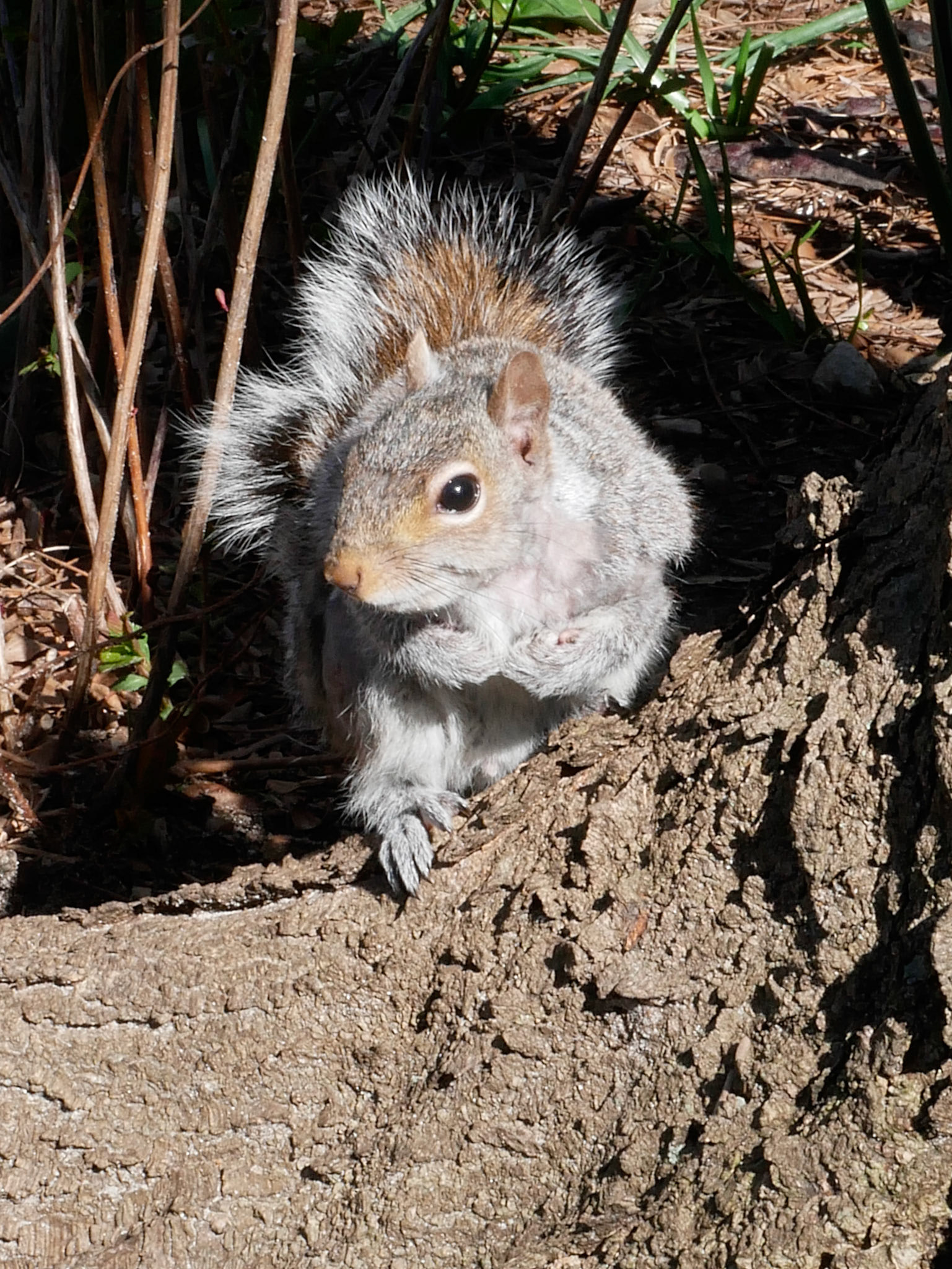 Eichhörnchen in Santa Monica