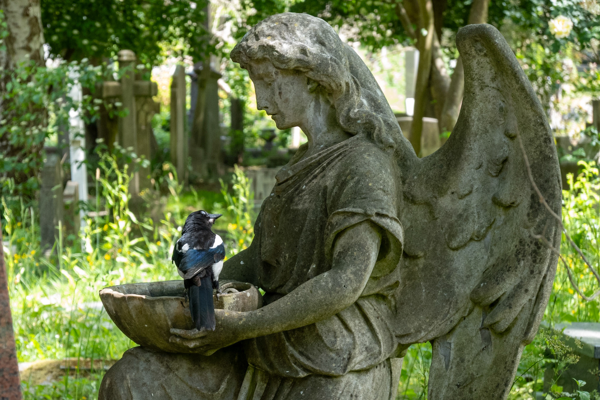 Eine Elster auf dem Highgate Cemetery