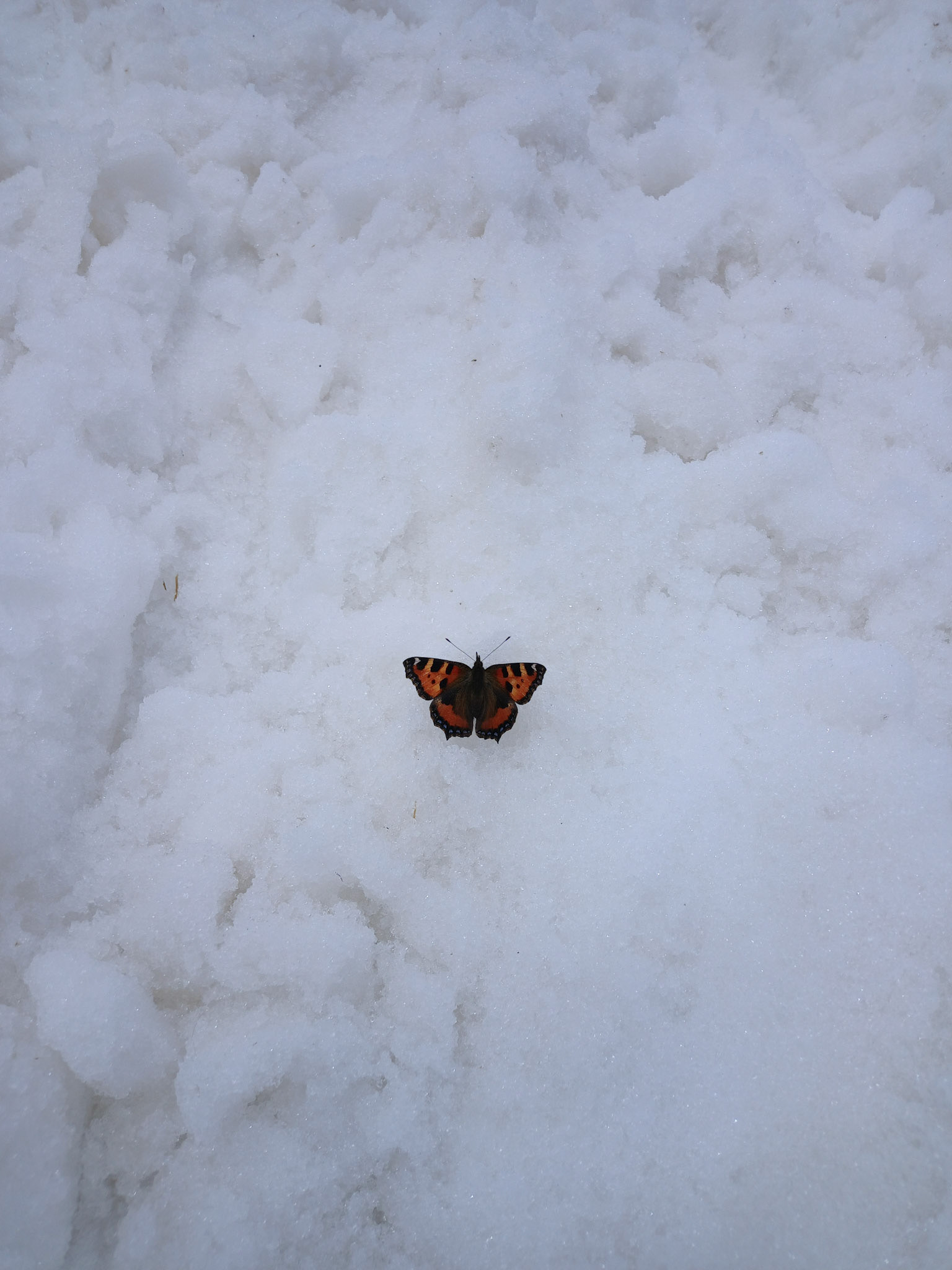 Verirrt? Schmitterling auf der Zugspitze