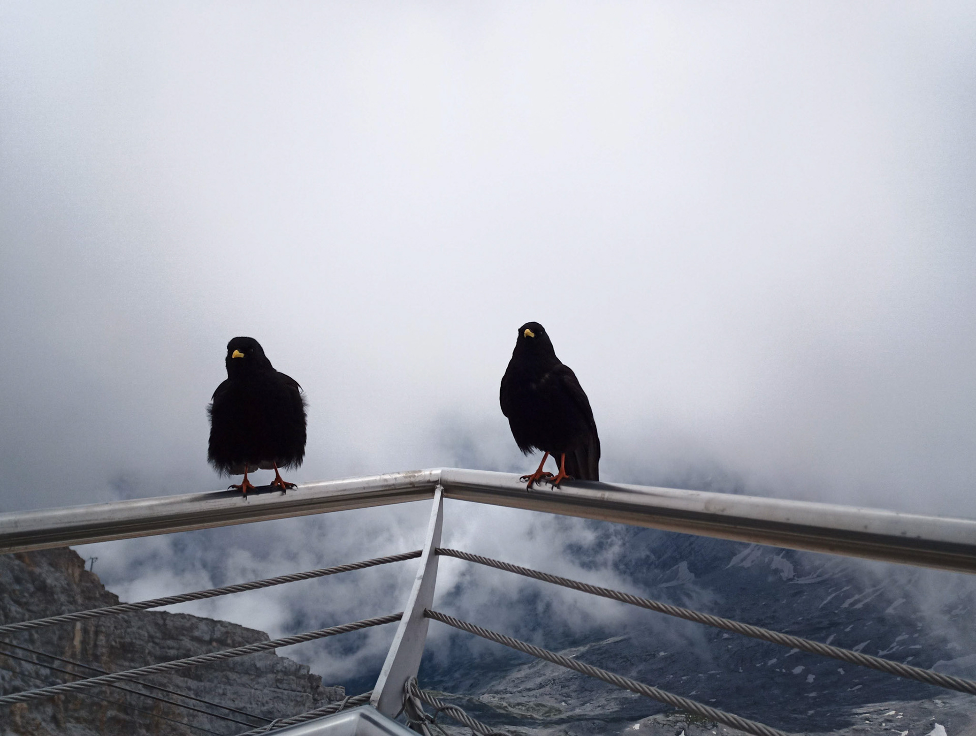 Alpendohlen auf der Zugspitze