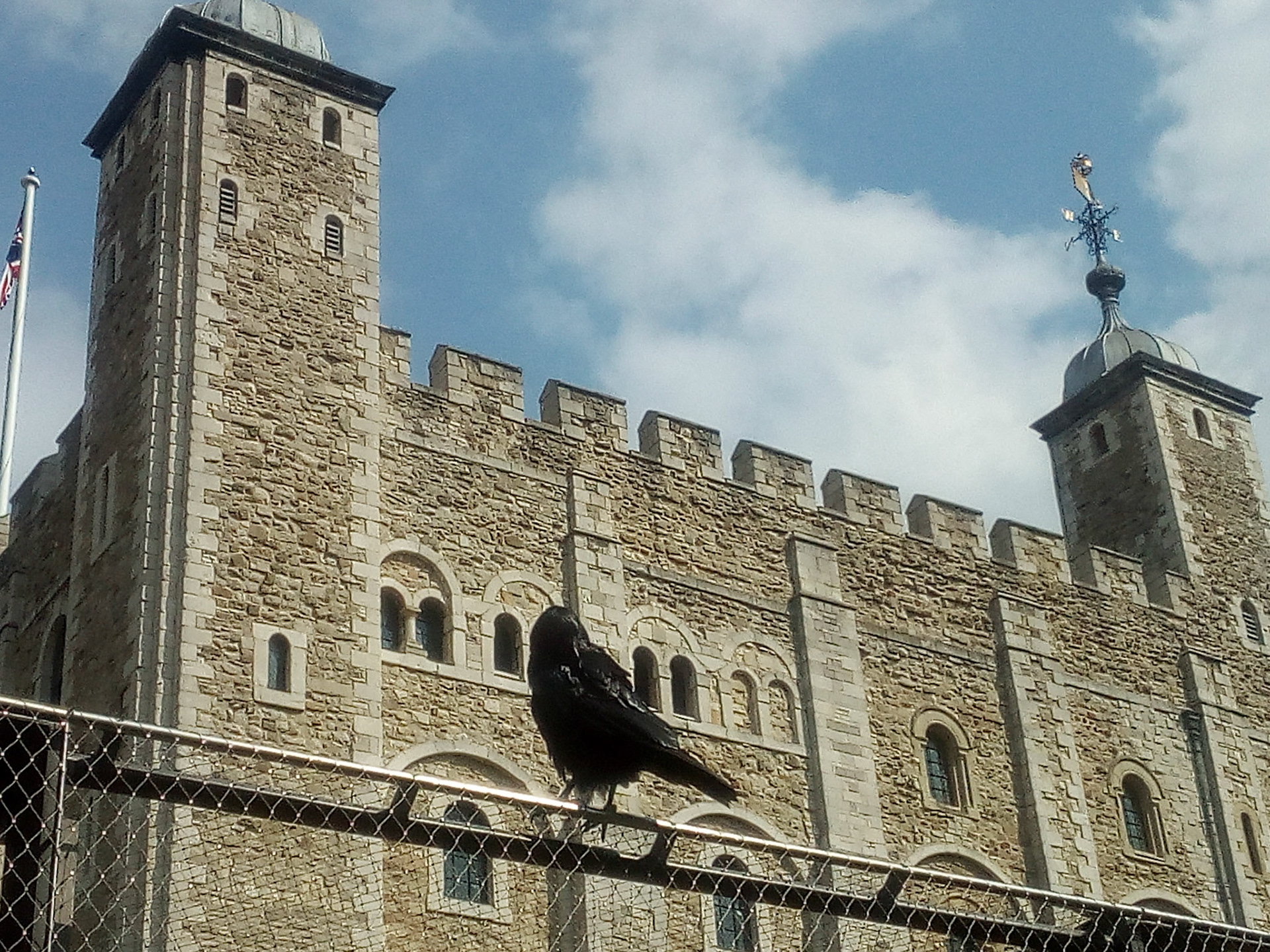 Kolkrabe im Tower von London